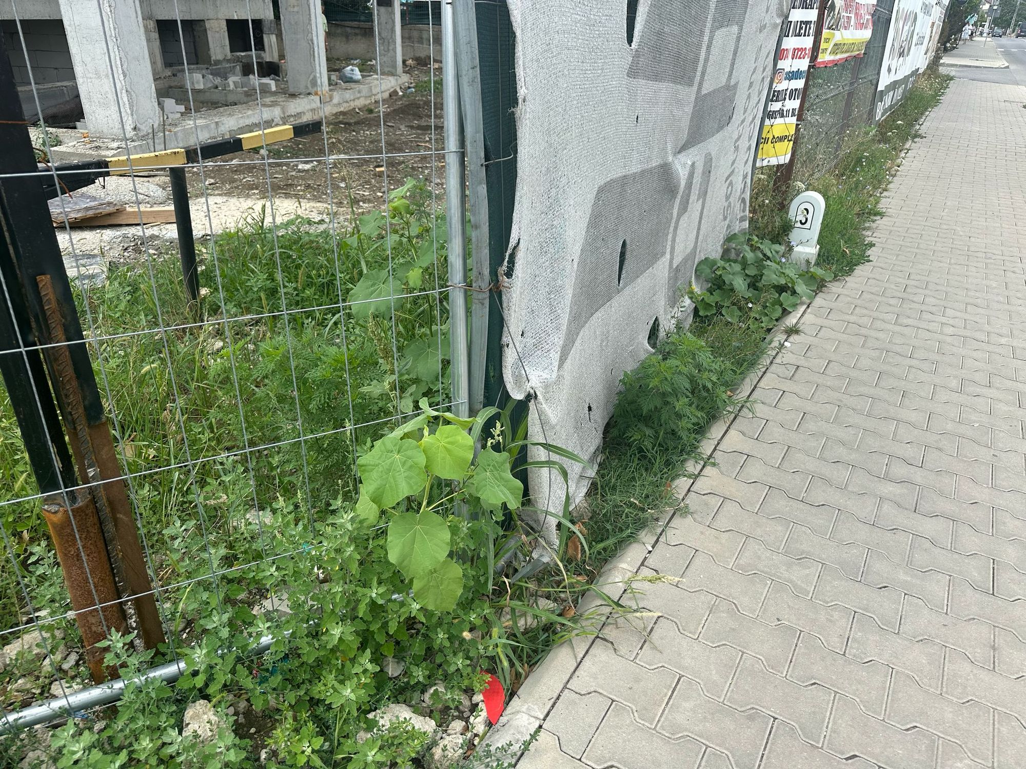 Ambrozie in Strada 23 August 187, Otopeni, Oraş Otopeni, Județul Ilfov