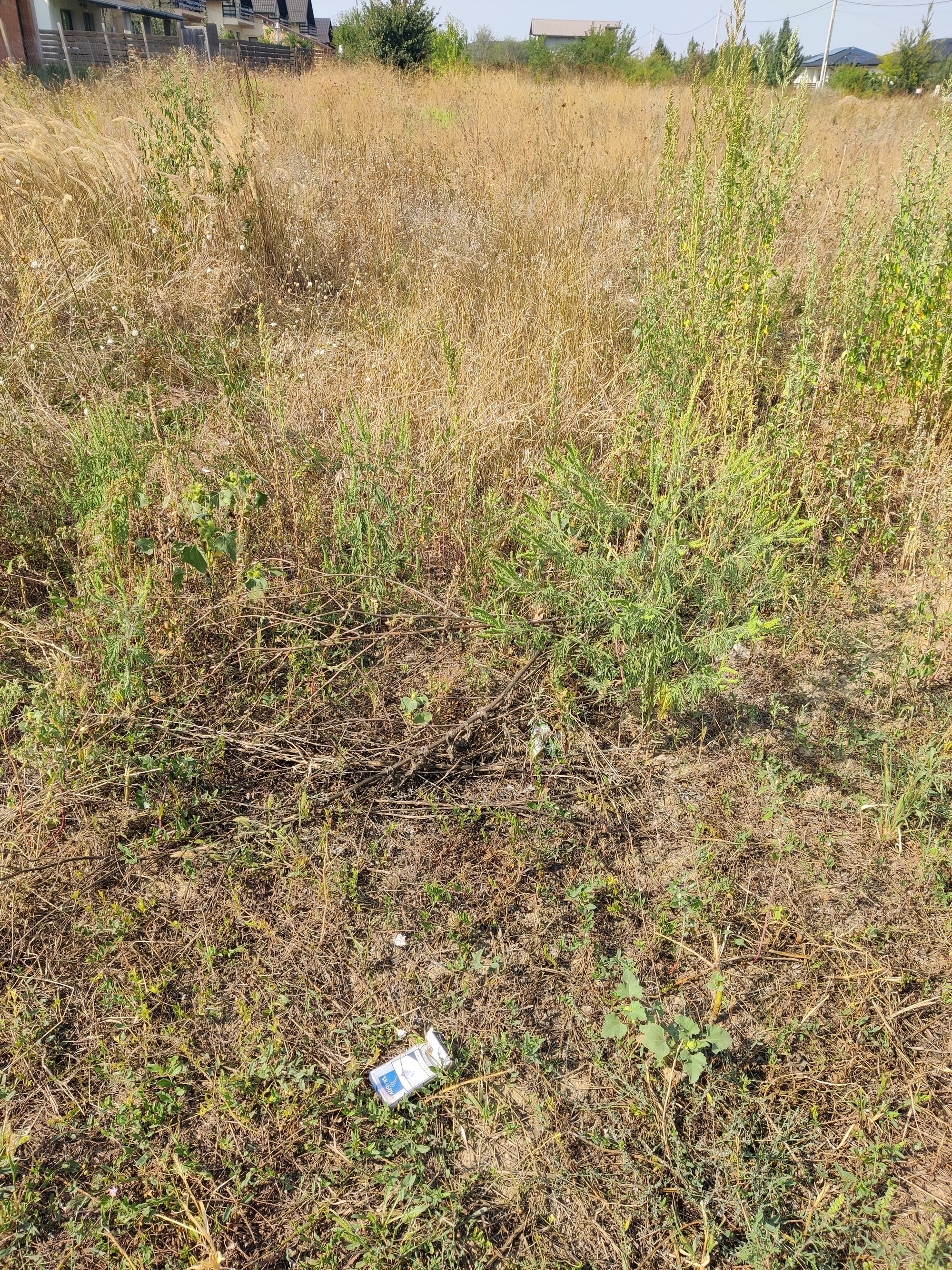 Ambrozie in Strada Albinelor 38, Valea Ursului, Comuna Miroslava, Județul Iași - 1000041863.jpg