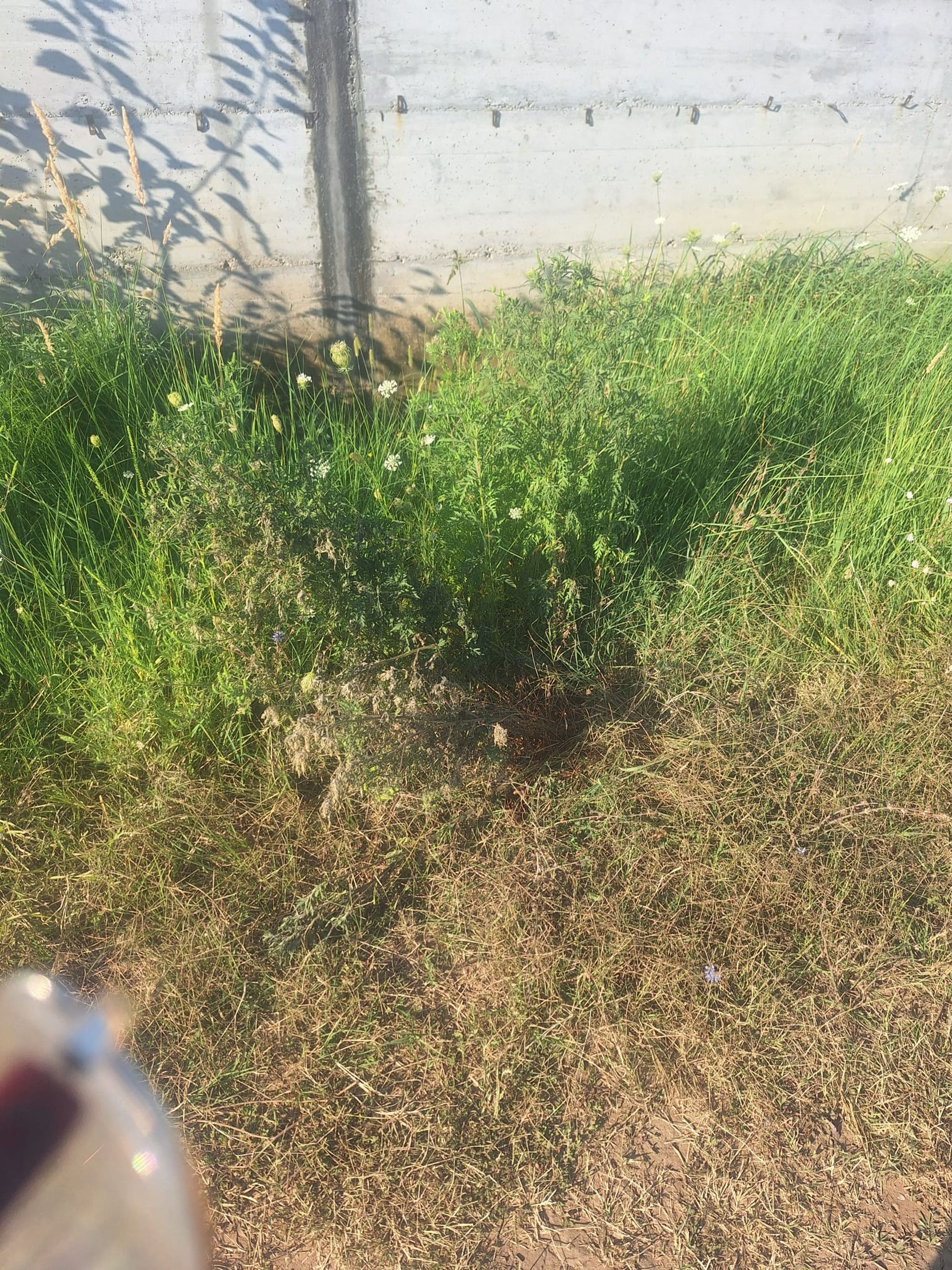 Ambrozie in Strada Emil Racoviță 47, Voluntari, Oraș Voluntari, Județul Ilfov - WhatsApp Image 2026-08-18 at 08.50.39.jpeg