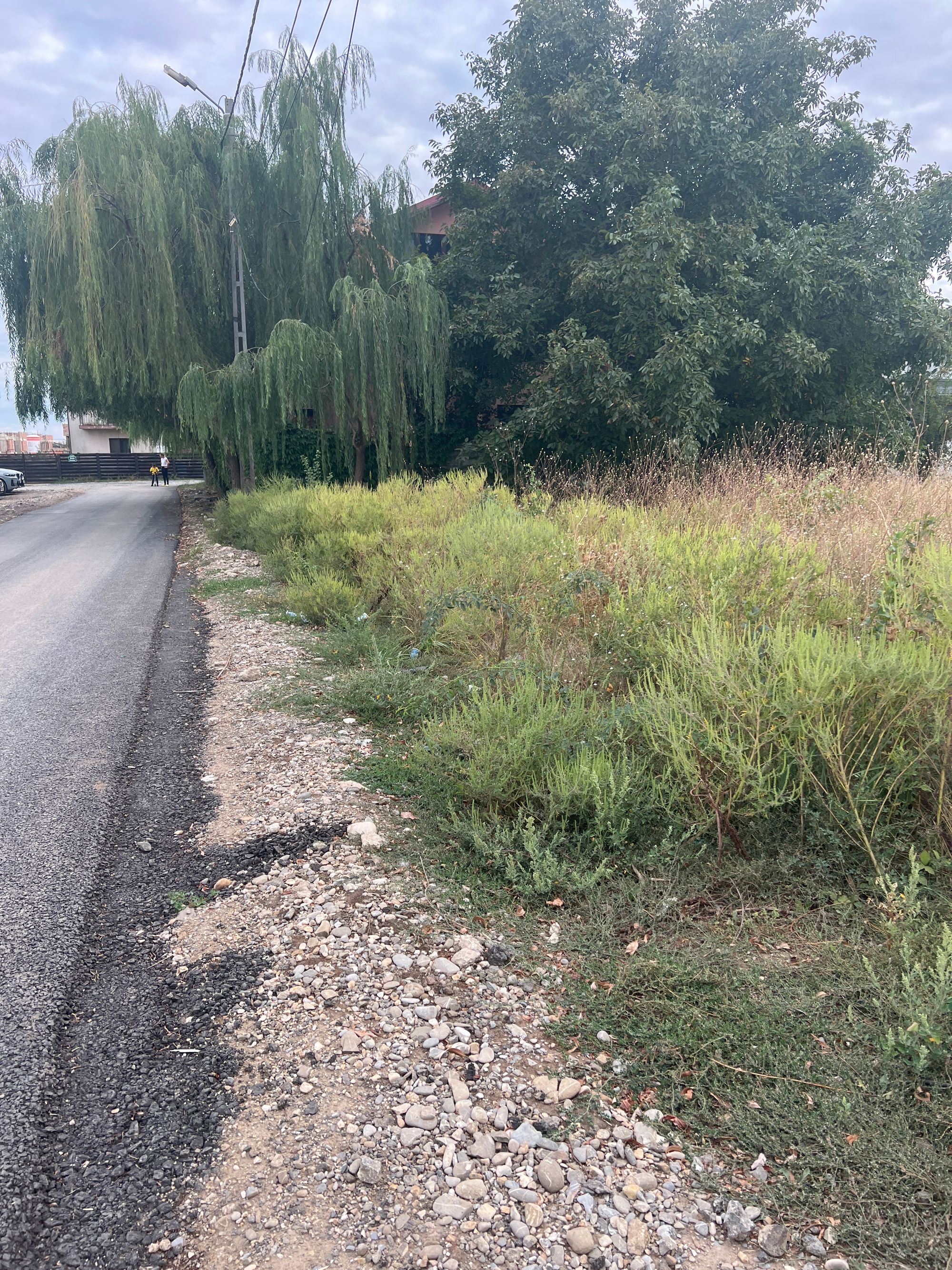 Ambrozie in Strada Rubinului 24A, Bragadiru, Oraș Bragadiru, Județul Ilfov