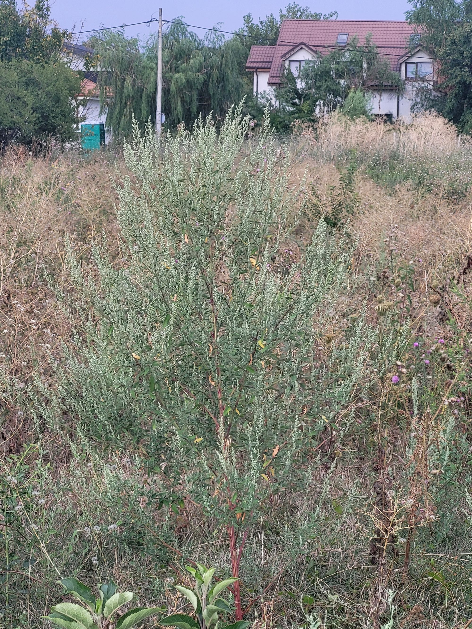 Ambrozie in Strada Nichita Stănescu 34, Chitila, Comuna Mogoșoaia, Județul Ilfov - 20250819_175524.jpg