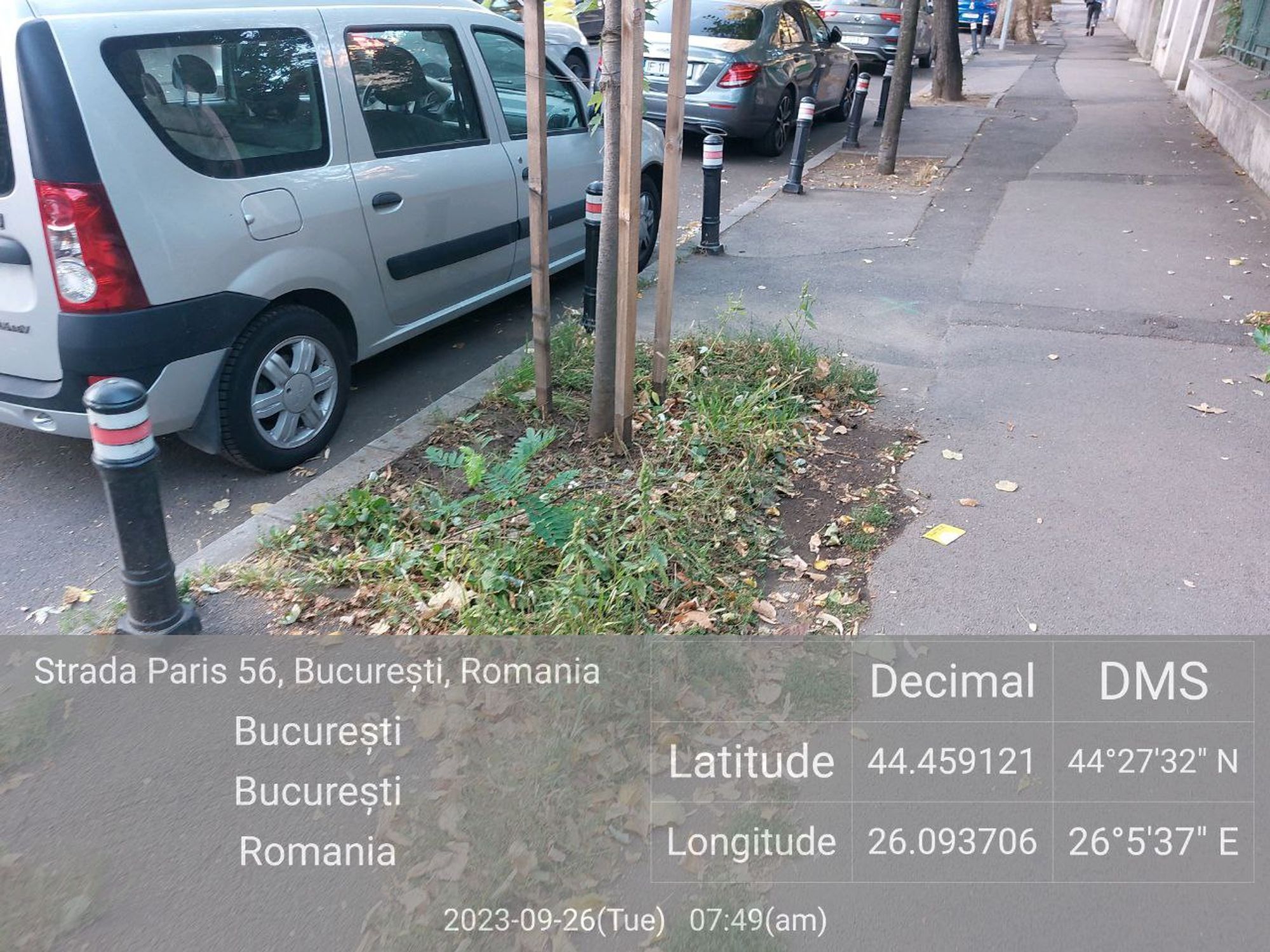 Ambrozie in Strada Paris 54, București, Municipiul București - photo_5805219828003357117_y.jpg