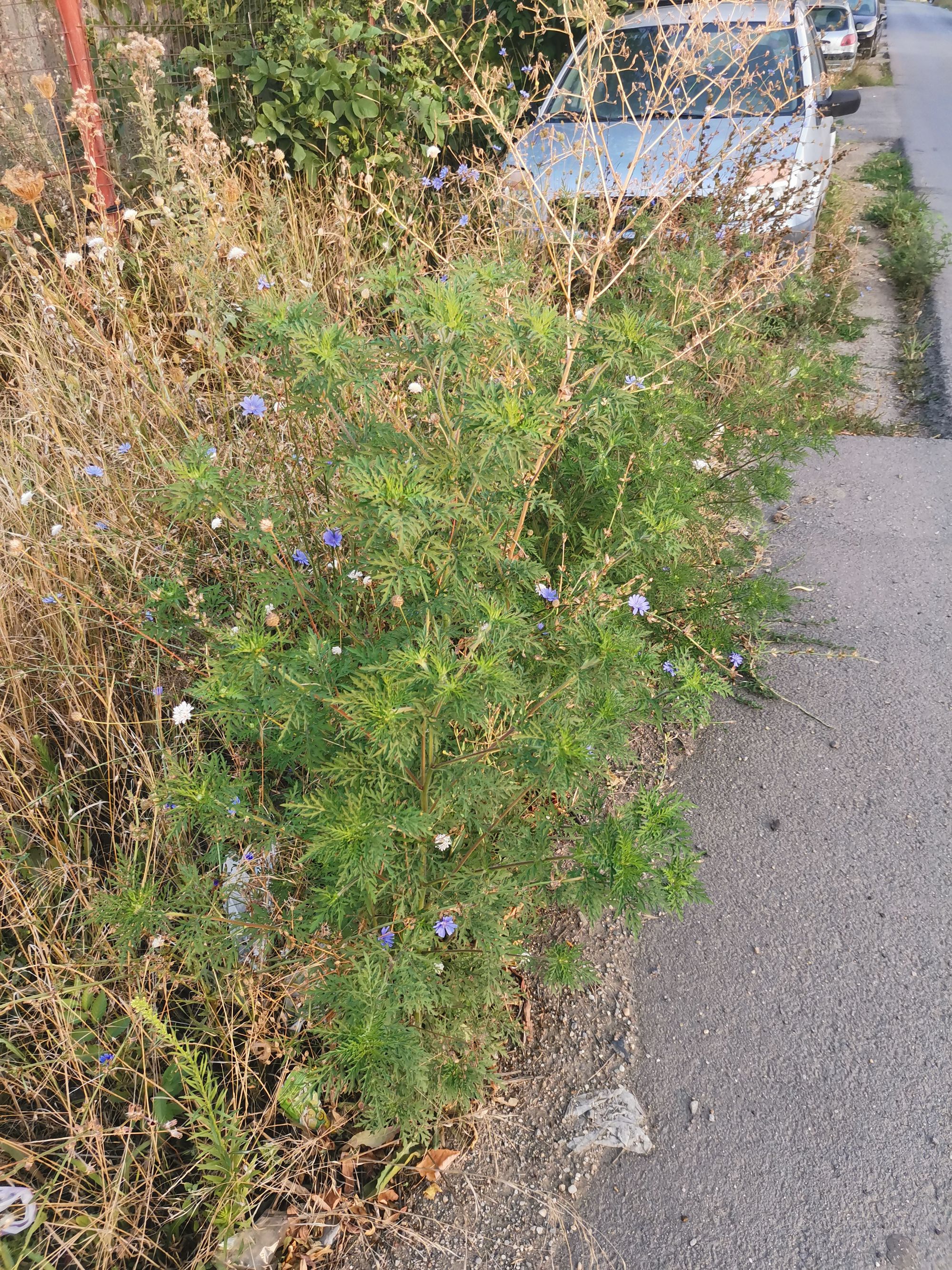 Ambrozie in Strada Gladiolelor 63, București, Oraş Bragadiru, Județul Ilfov - IMG_20230817_065041.jpg