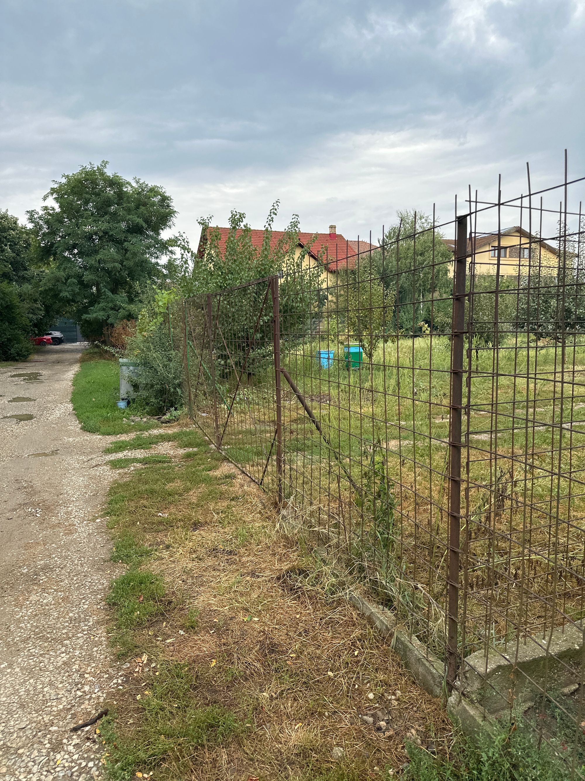 Ambrozie in Strada Zăvoiului 23, Pantelimon, Oraș Pantelimon, Județul Ilfov