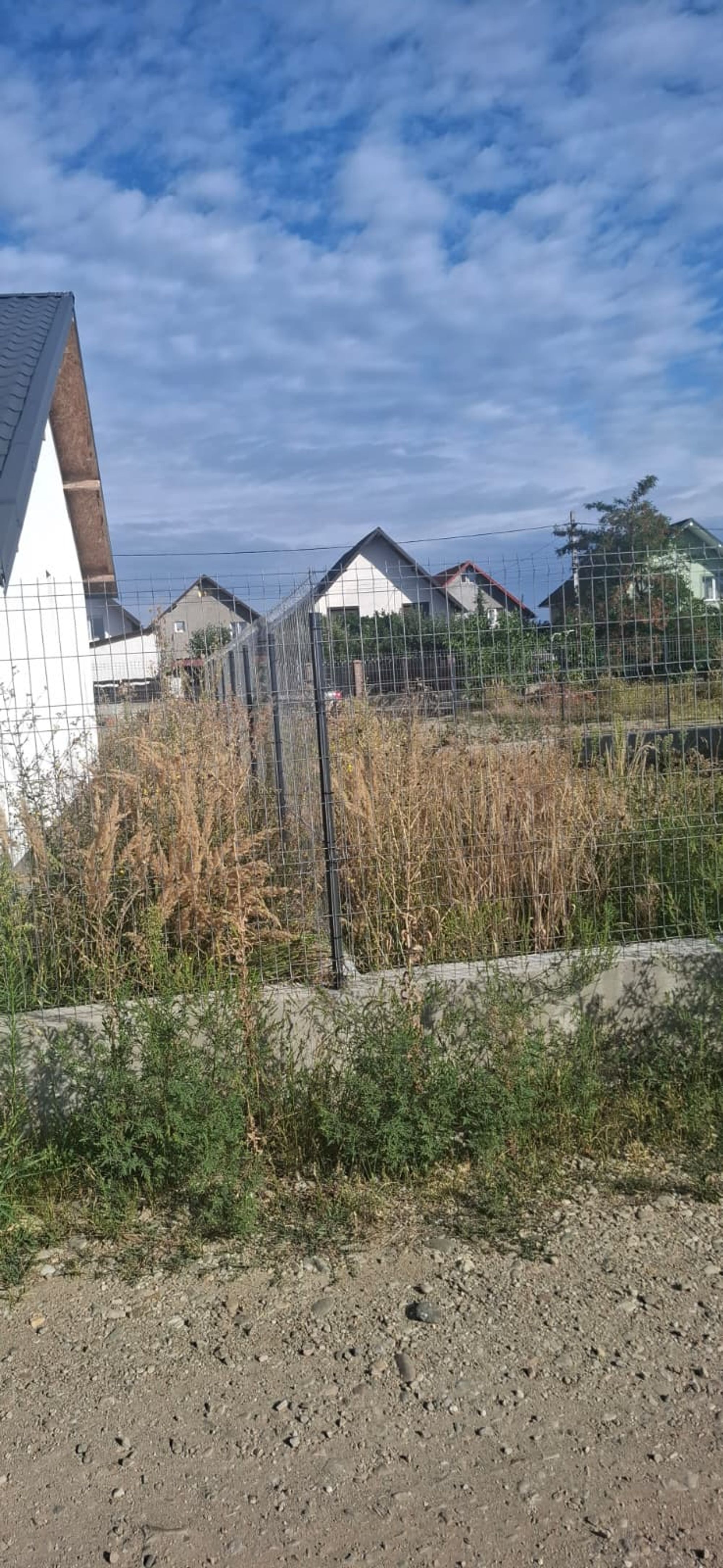Ambrozie in DJ659 309a, Bradu, Comuna Bradu, Județul Argeș