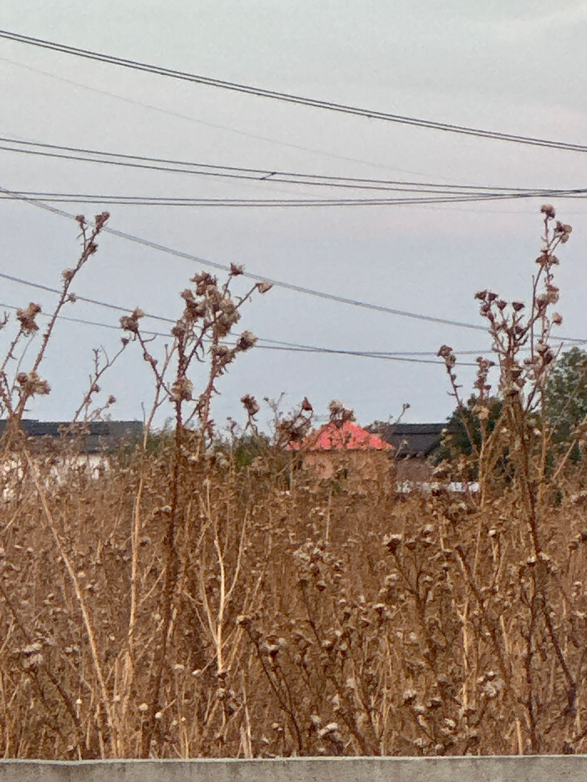 Ambrozie in Strada Saturn 9, Comuna Vidra, Județul Ilfov - image.jpg