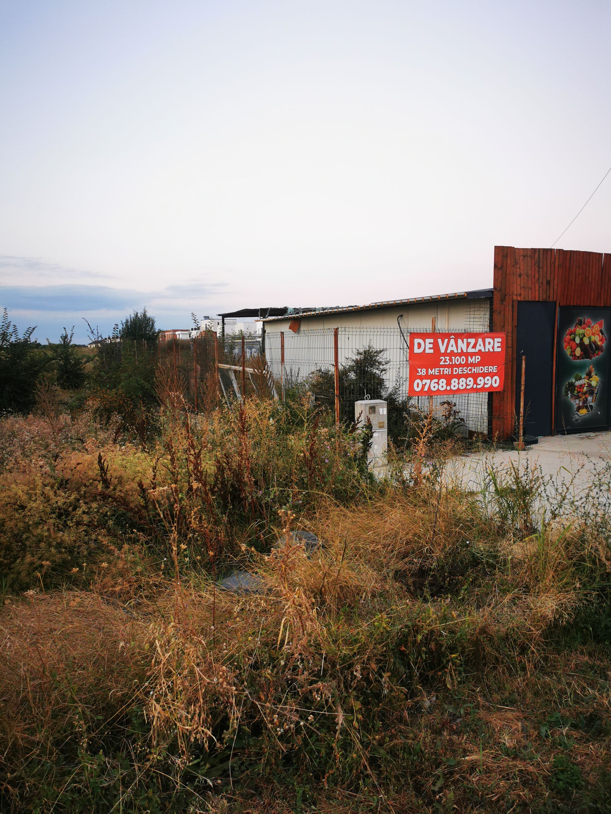 Ambrozie in Strada 1 Decembrie 176, Tunari, Comuna Tunari, Județul Ilfov