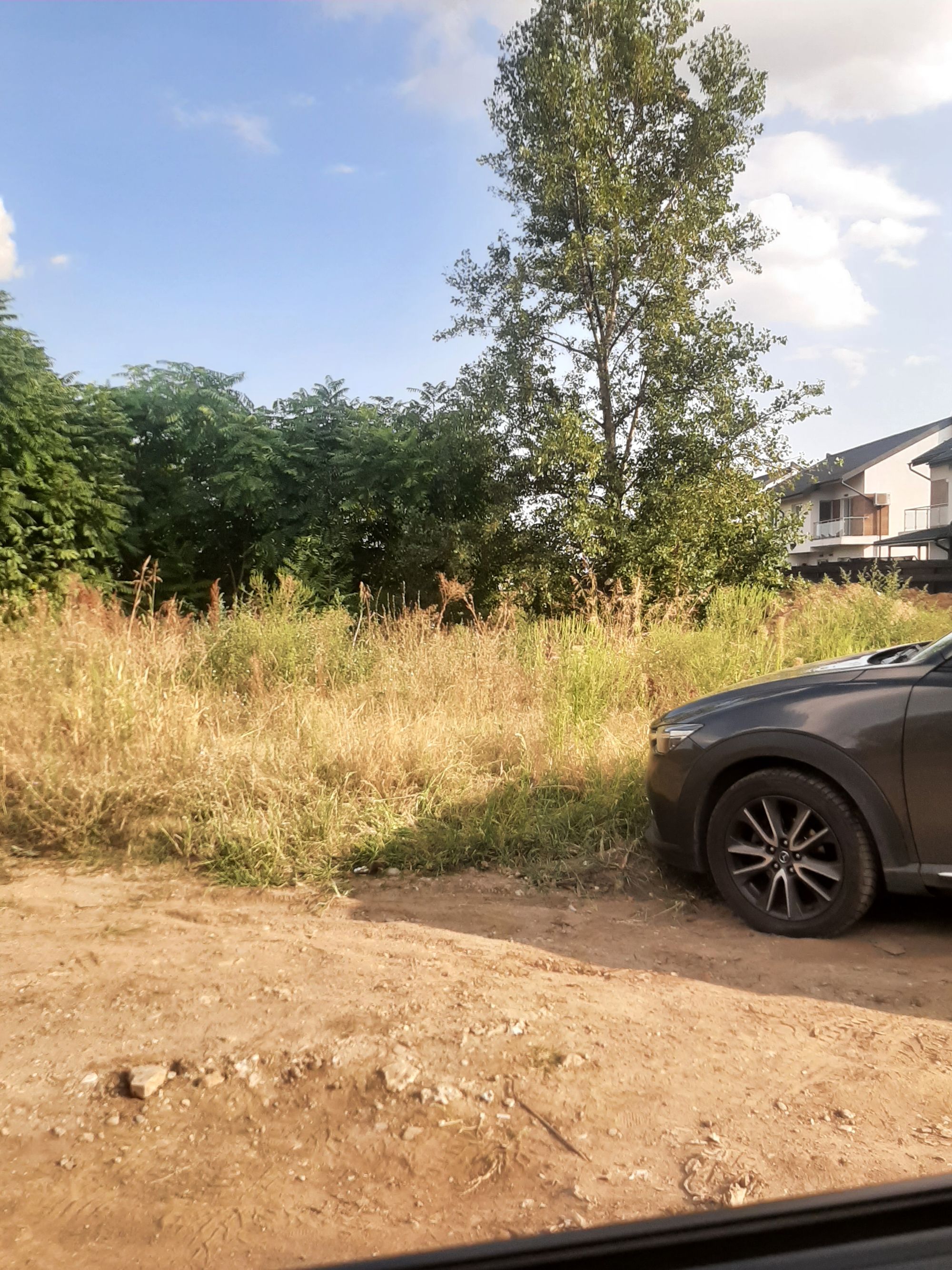 Ambrozie in Strada Parfumului 1, Bragadiru, Oraş Bragadiru, Județul Ilfov - 20230901_173109.jpg