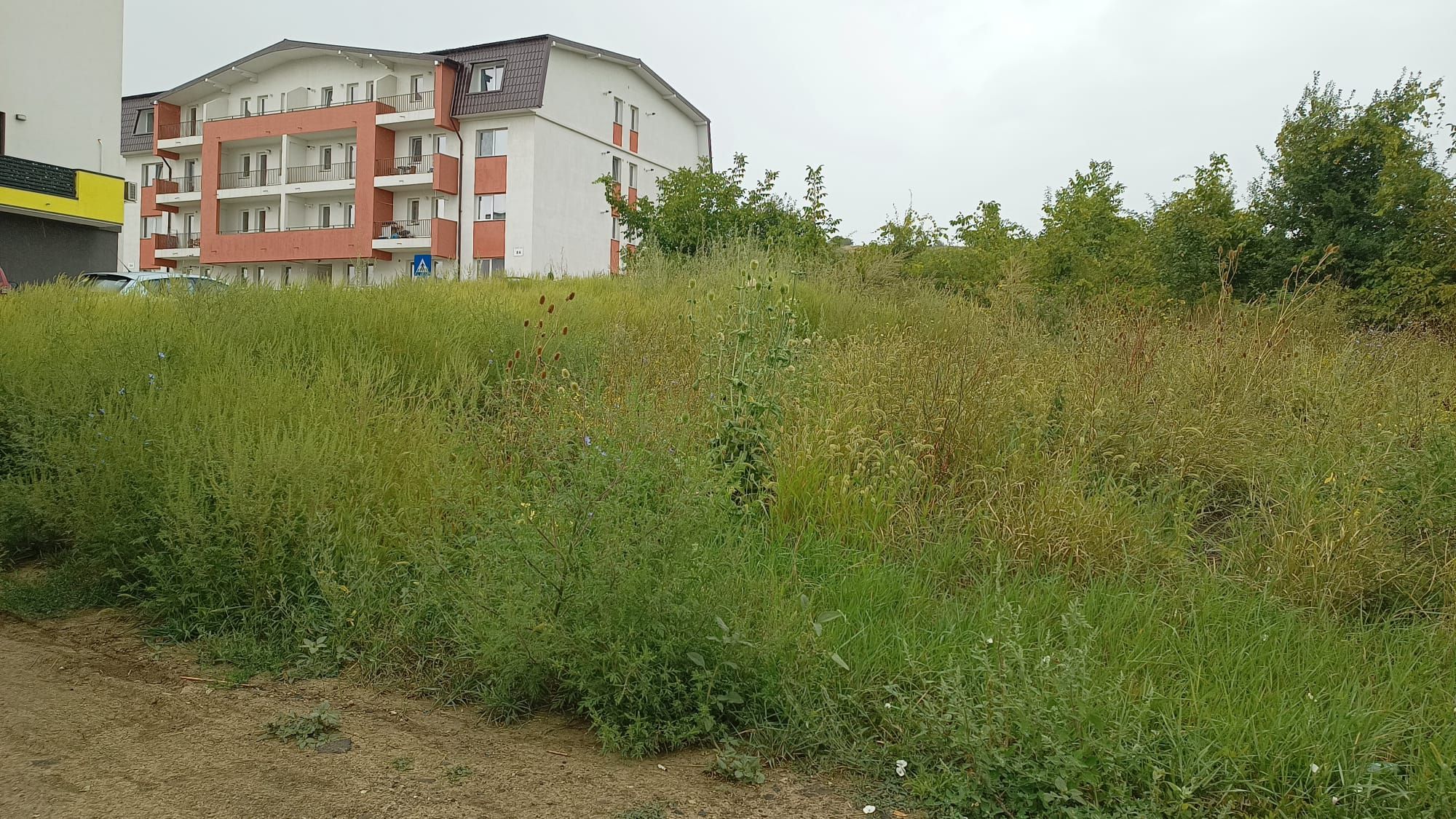 Ambrozie in Strada Dealul Bucium 108, Iași, Municipiu Iaşi, Județul Iași - WhatsApp Image 2025-08-26 at 15.30.00 (1).jpeg