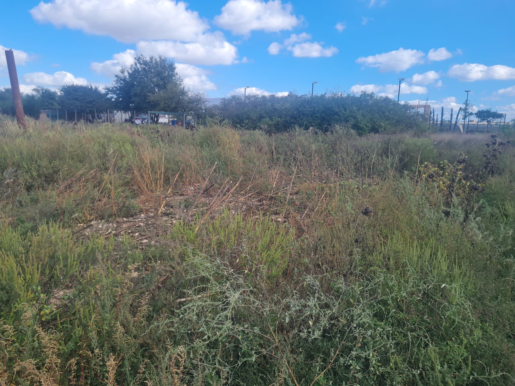 Ambrozie in Constanța, Municipiul Constanța, Județul Constanța - 20250922_113047.jpg