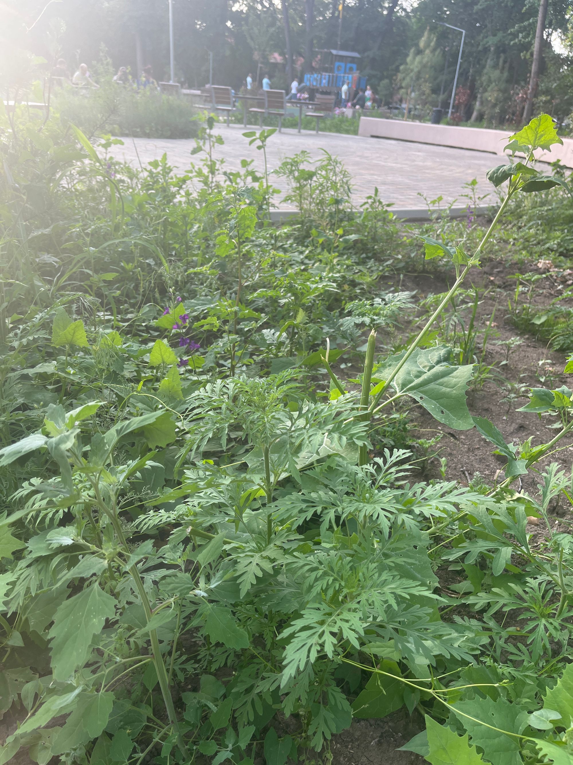 Ambrozie in Brăila, Comuna Chișcani, Județul Brăila - image.jpg