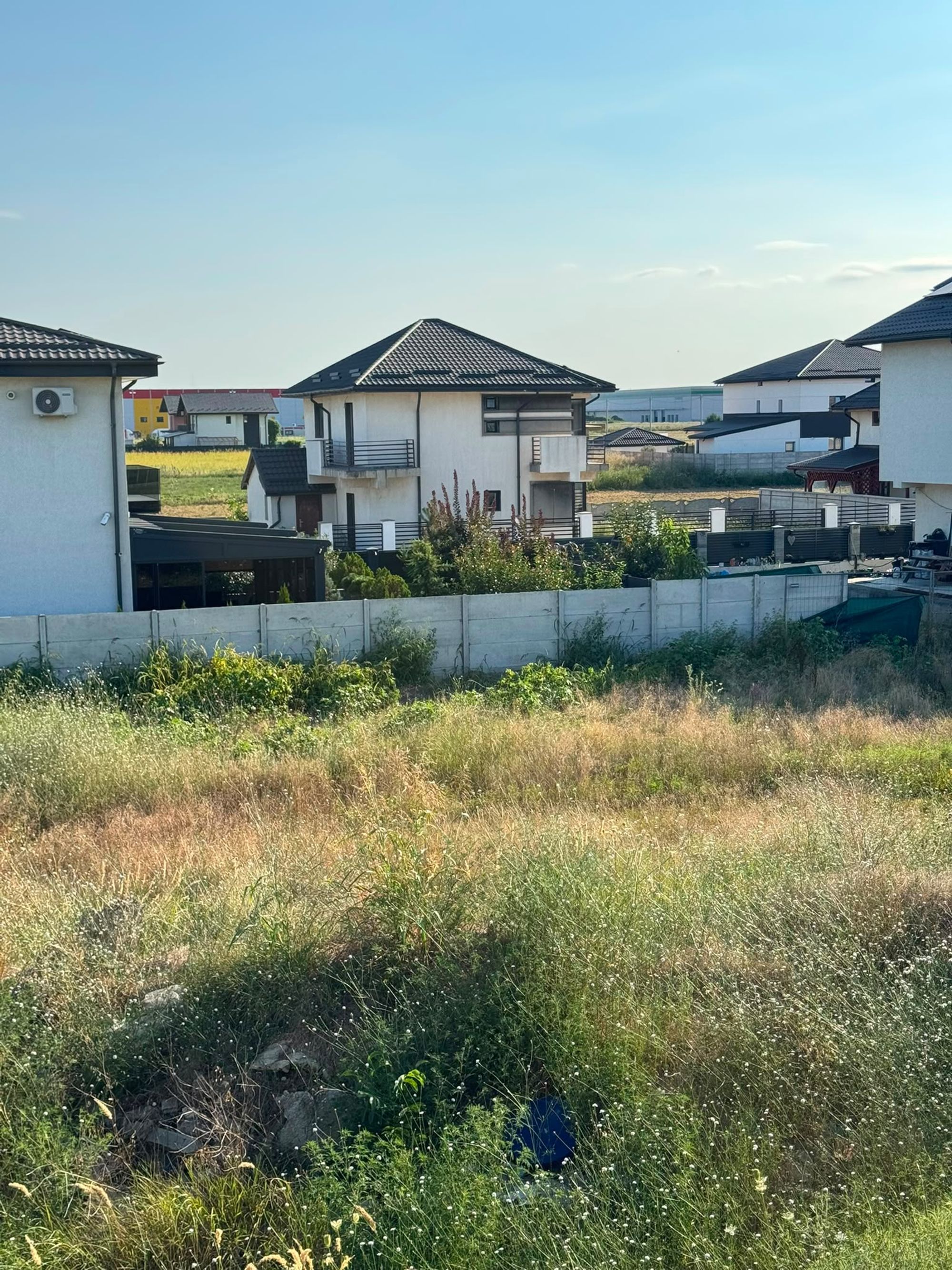 Ambrozie in Strada Crizantemelor 58, Dragomirești-Deal, Comuna Dragomirești-Vale, Județul Ilfov