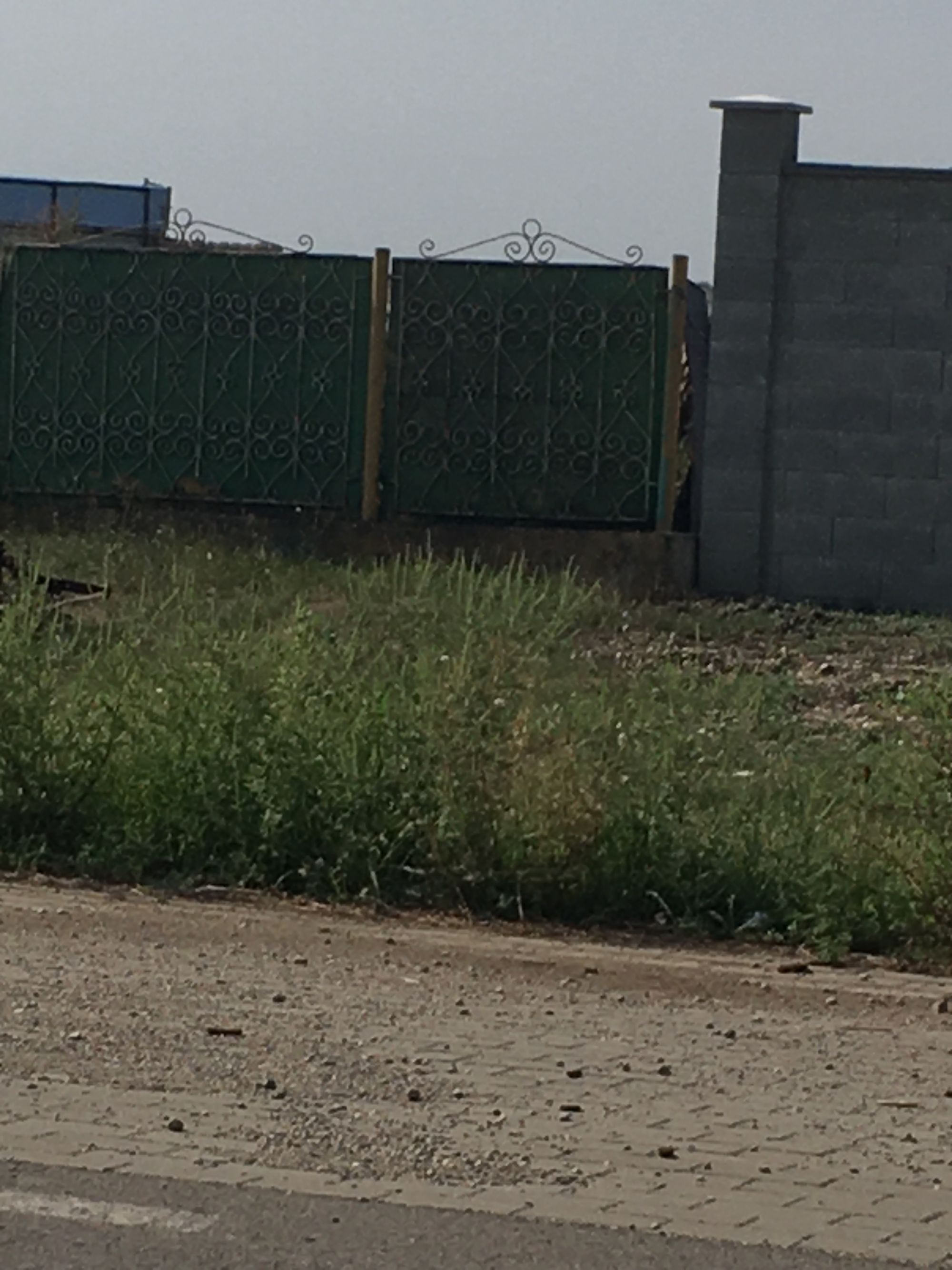Ambrozie in DJ792, Zărand, Comuna Zărand, Județul Arad - IMG_2064.JPG