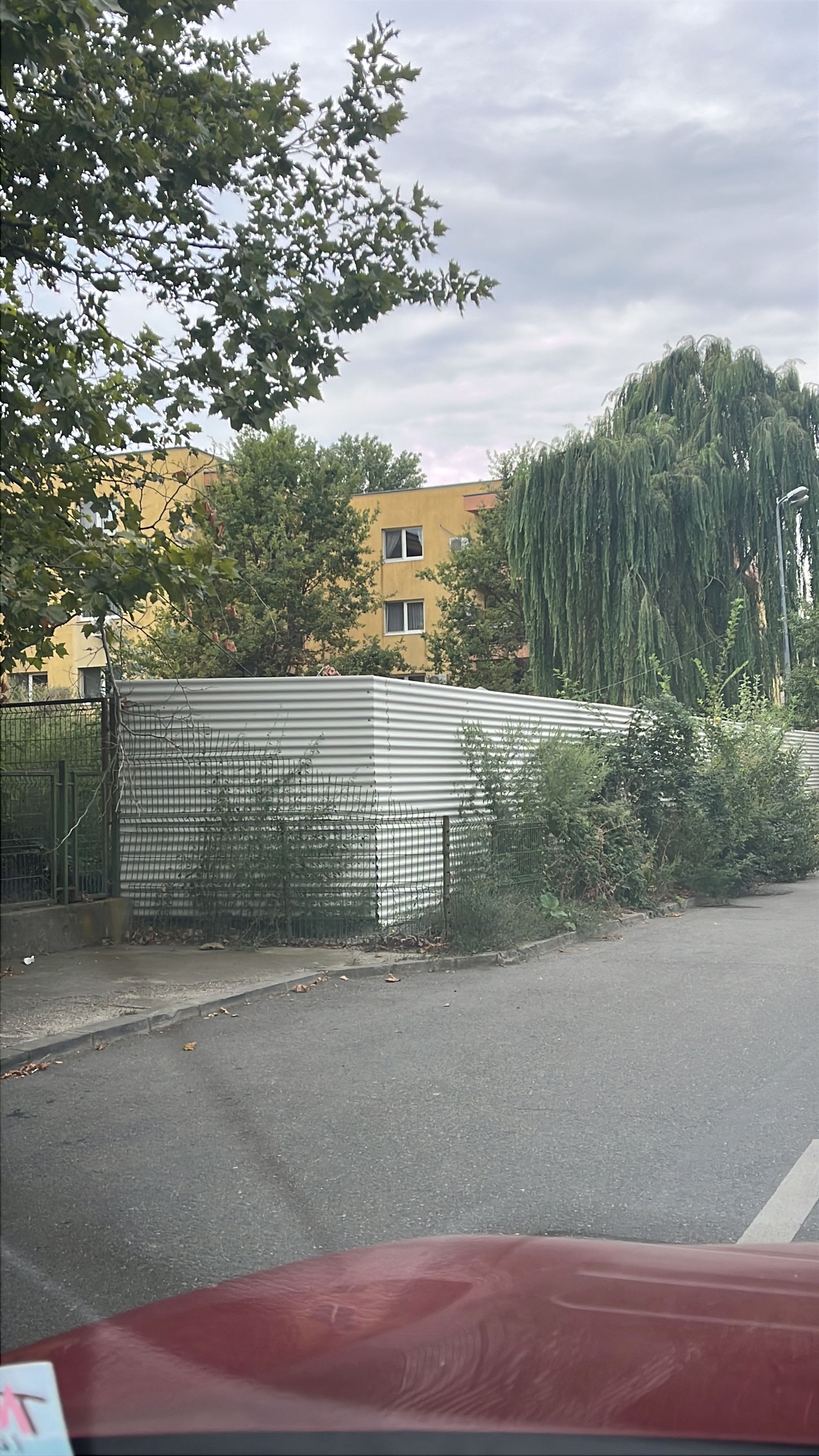 Ambrozie in Drumul Pădurea Mogoșoaia 36, București, Municipiul București - 099EBE29-0276-4447-B26F-D2EE84FB7DC6.jpeg