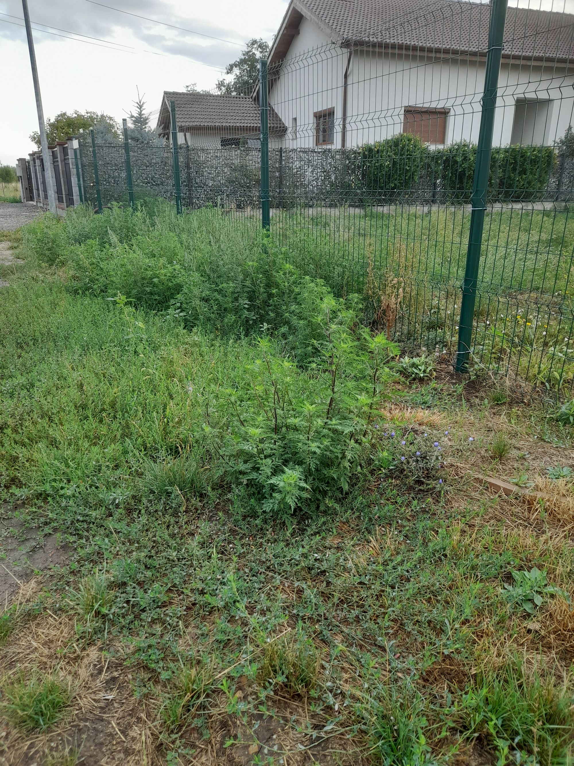 Ambrozie in Strada Rândunicii 64, Arad, Municipiu Arad, Județul Arad - 20250822_080603.jpg