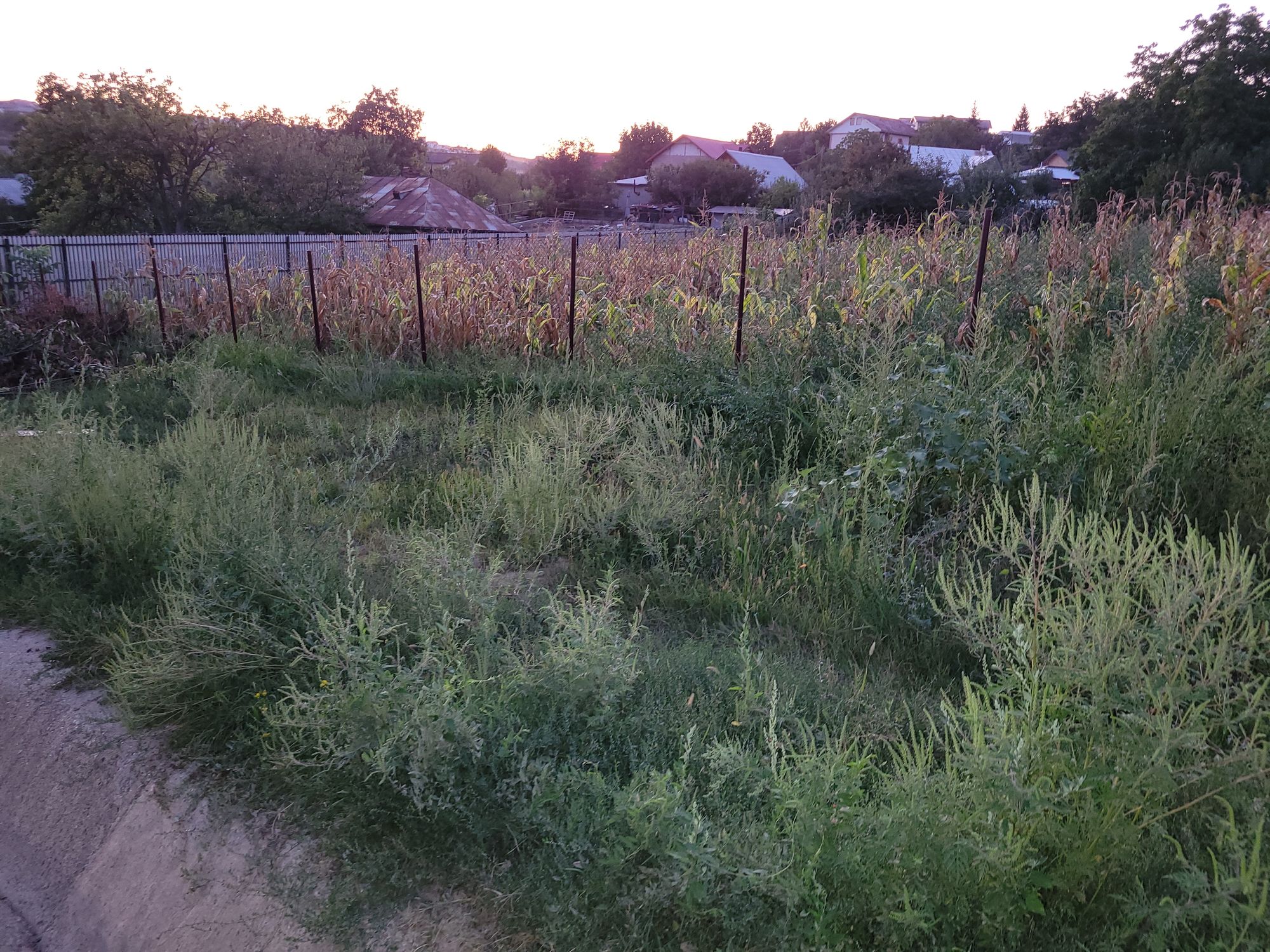Ambrozie in Strada Veche 158, Valea Adâncă, Comuna Miroslava, Județul Iași - 1000014604.jpg