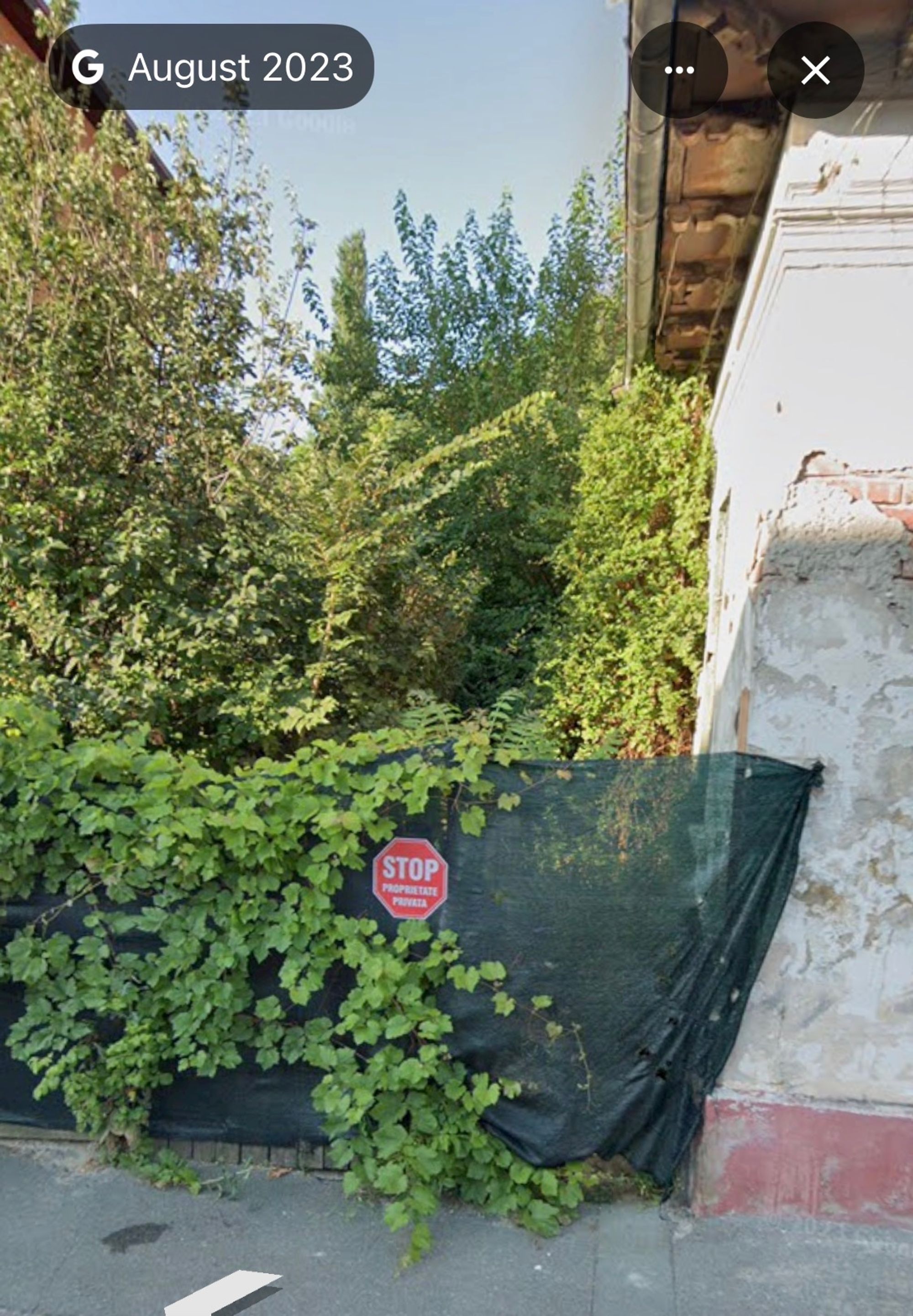 Ambrozie marcată de Rania Nicolai-Dima în Strada Gazelei 74, București, Municipiul București