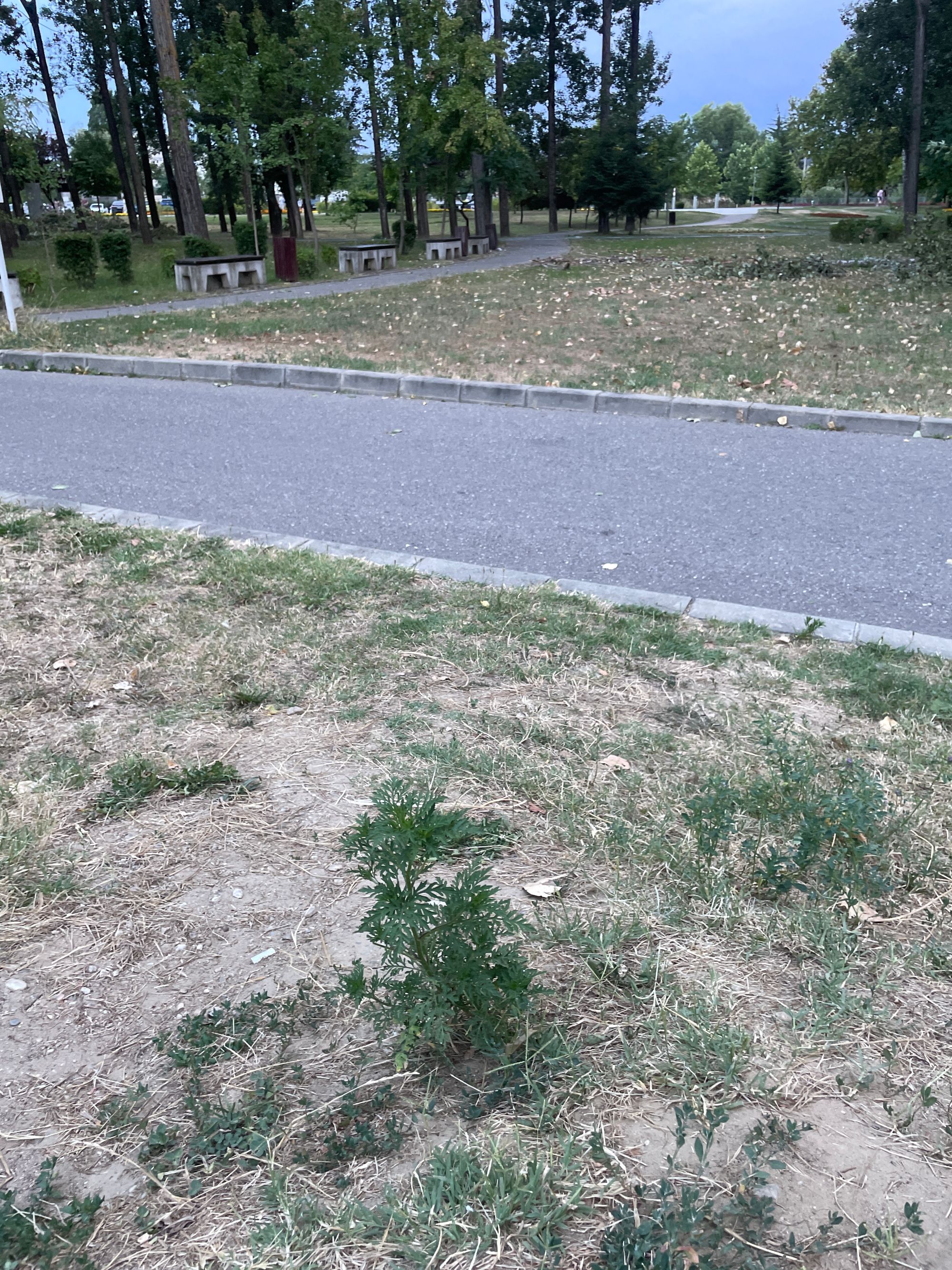 Ambrozie in Strada Depozitelor 2p, Pitești, Municipiu Piteşti, Județul Argeș - image.jpg