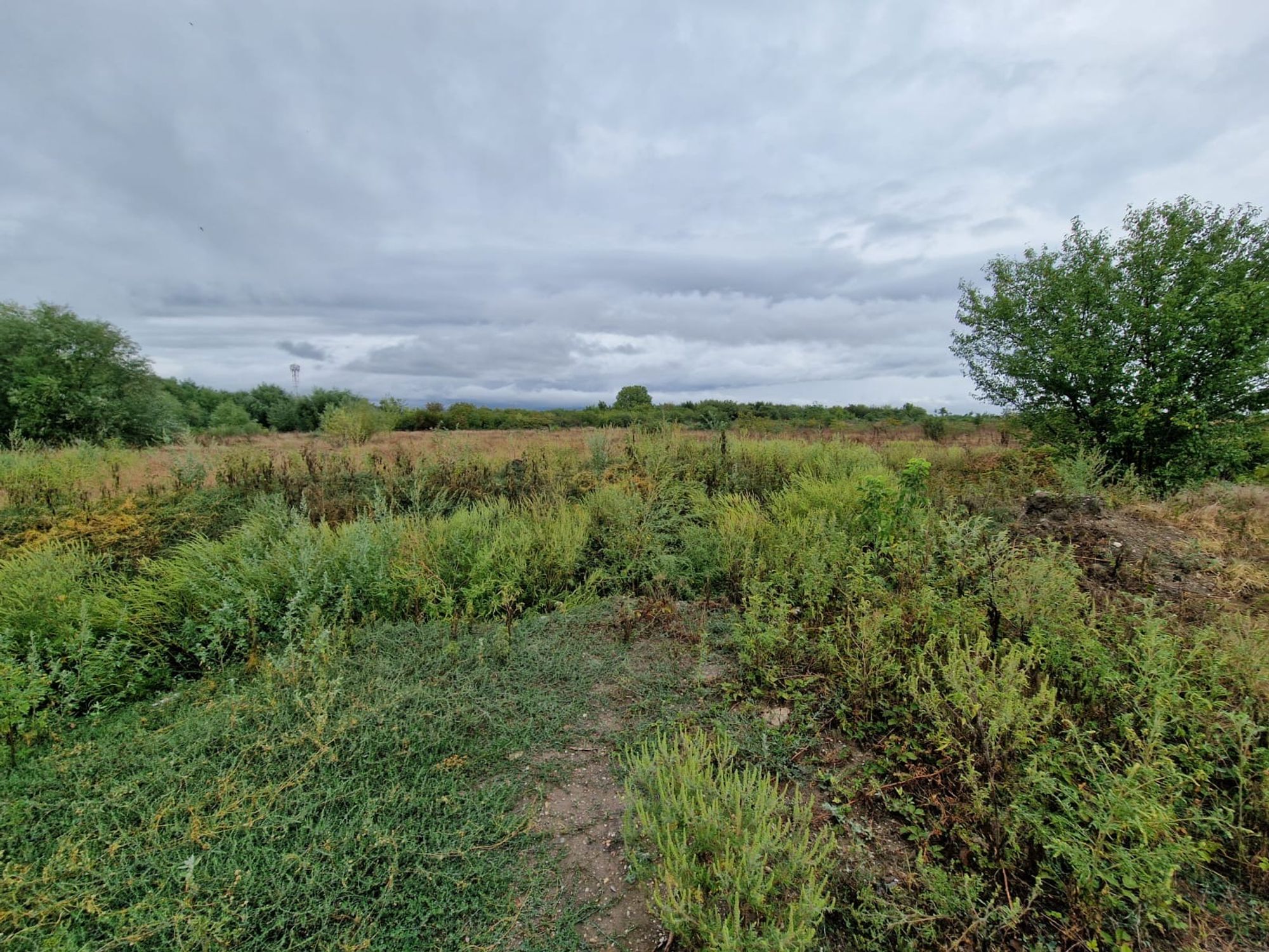 Ambrozie in București, Municipiul București - 8eed272a-ff69-476c-a9b6-590e903fbf25.jpeg