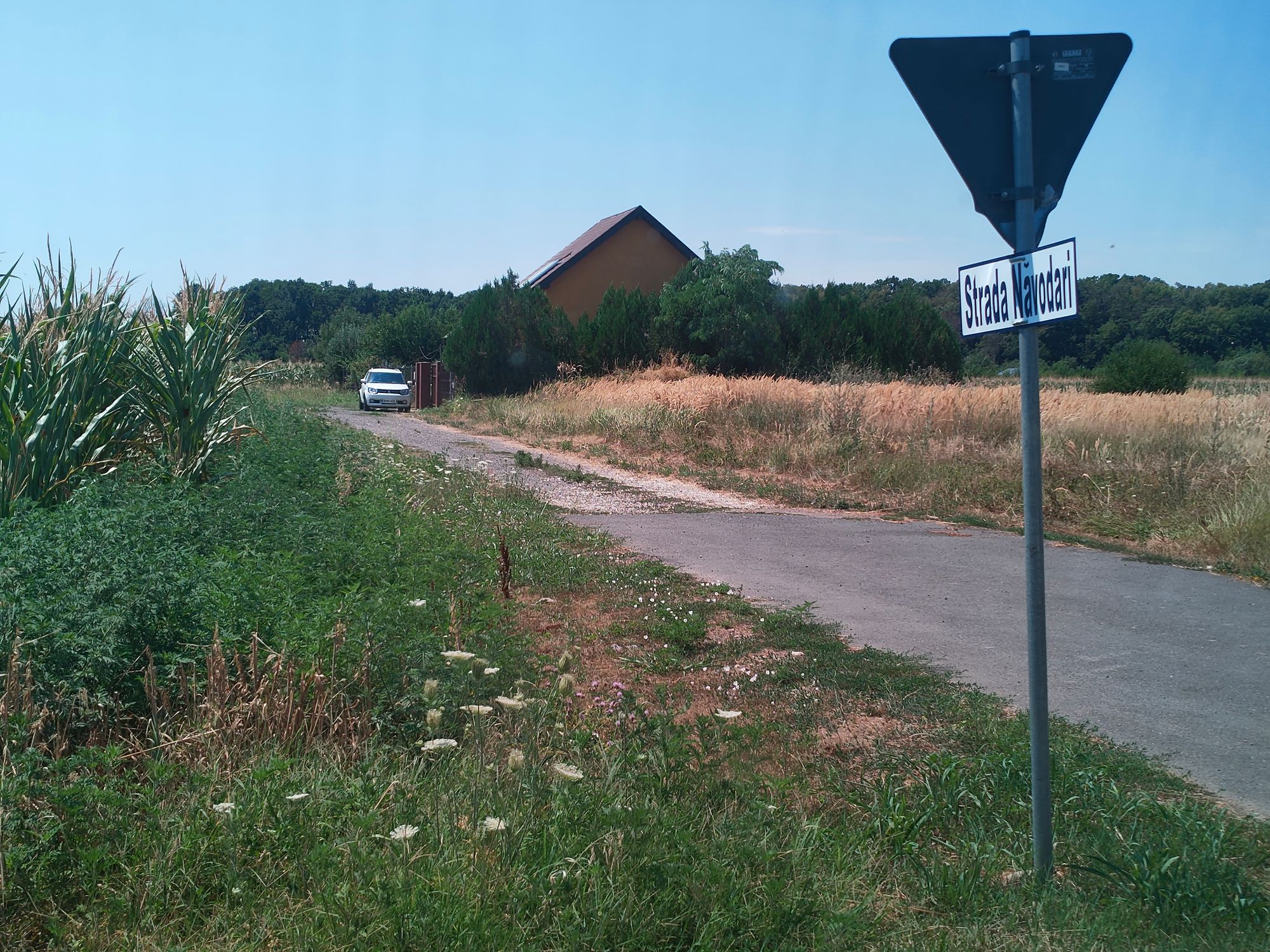 Ambrozie in Strada Căminului 20, Țegheș, Comuna Domnești, Județul Ilfov