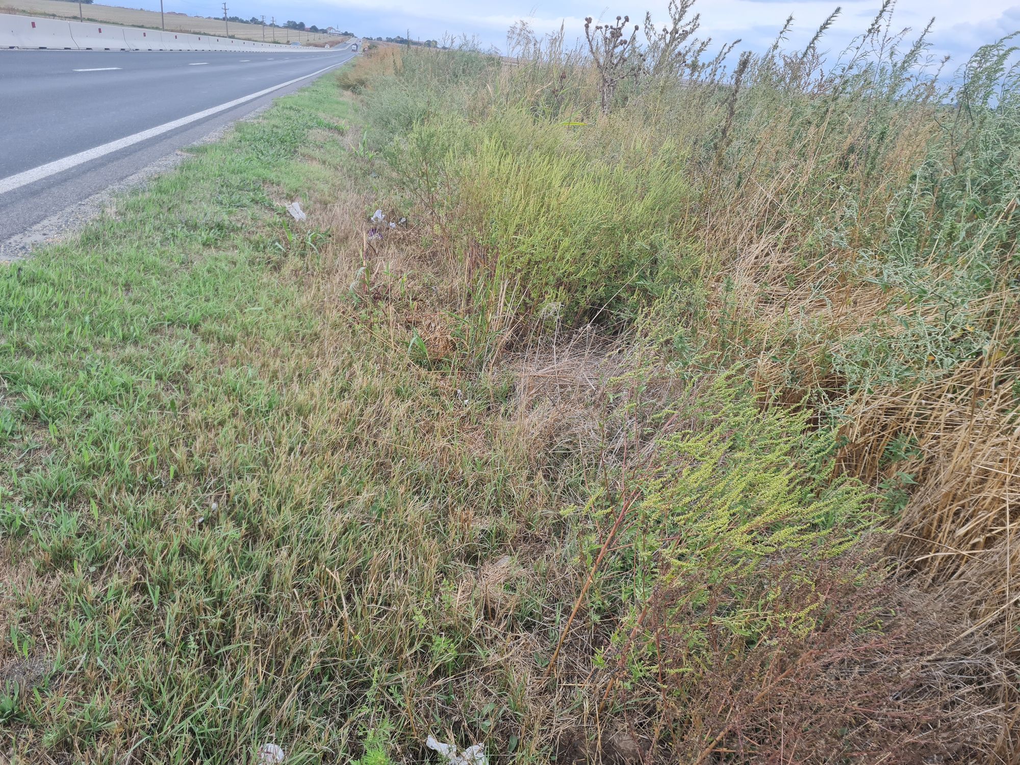 Ambrozie in Oituz, Comuna Lumina, Județul Constanța