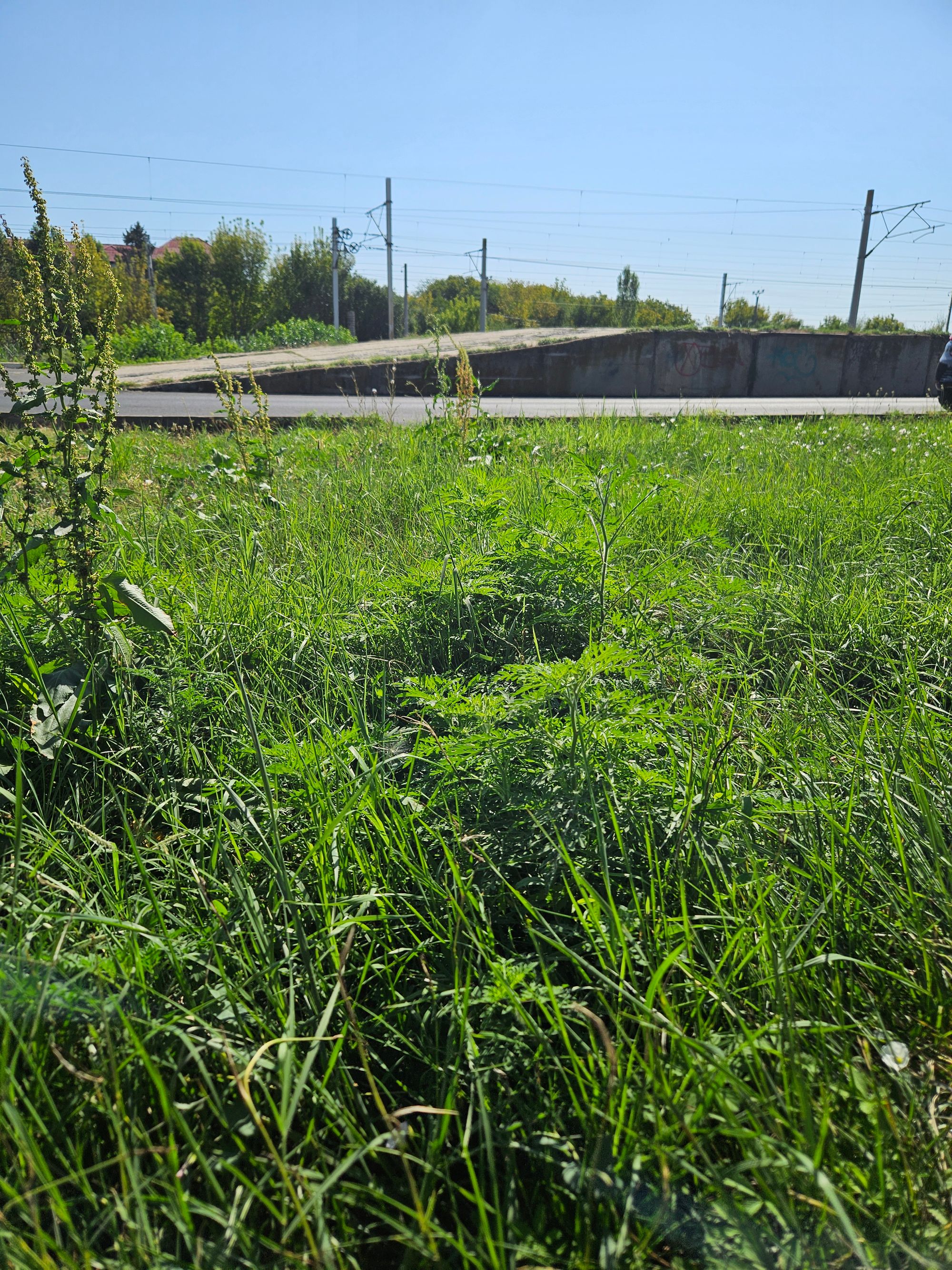 Ambrozie in Strada Liceului 5, Buftea, Oraş Buftea, Județul Ilfov - 20250816_104058.jpg