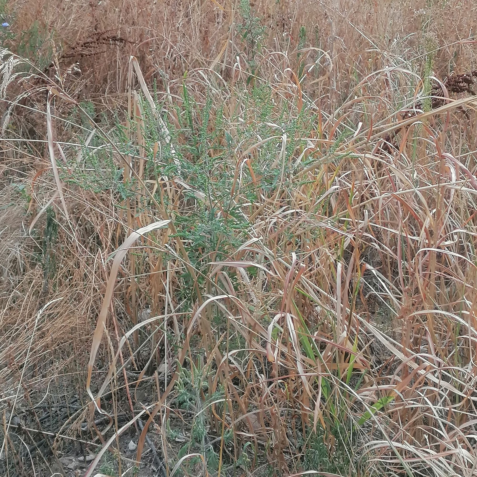 Ambrozie in Strada Jiului 149a, București, Municipiul București - IMG_20250911_101820.jpg