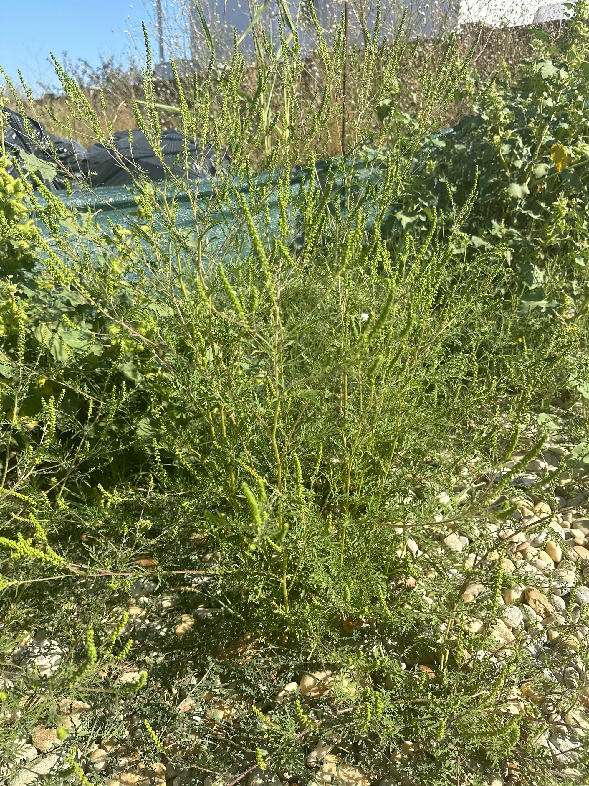 Ambrozie in Strada Topaz 10G, Bragadiru, Oraş Bragadiru, Județul Ilfov - image.jpg