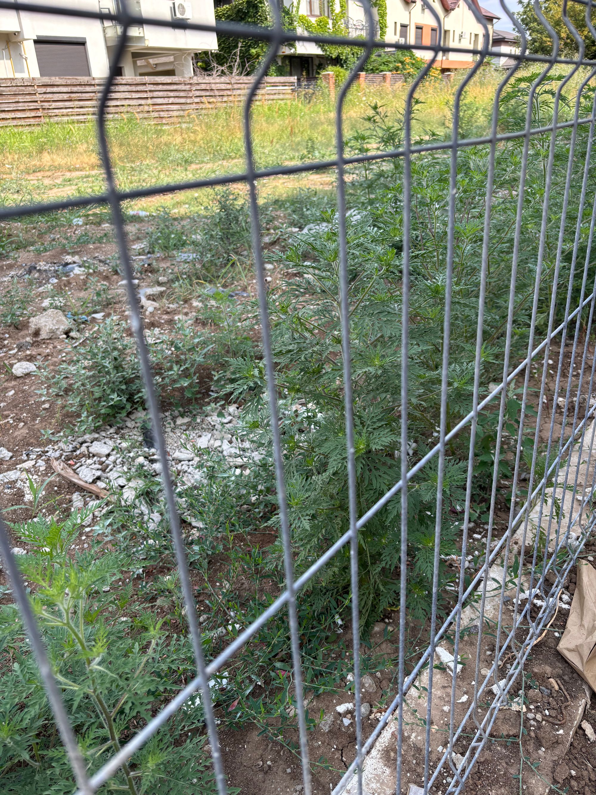Ambrozie in Strada Astrelor 57, Popești-Leordeni, Oraş Popeşti Leordeni, Județul Ilfov
