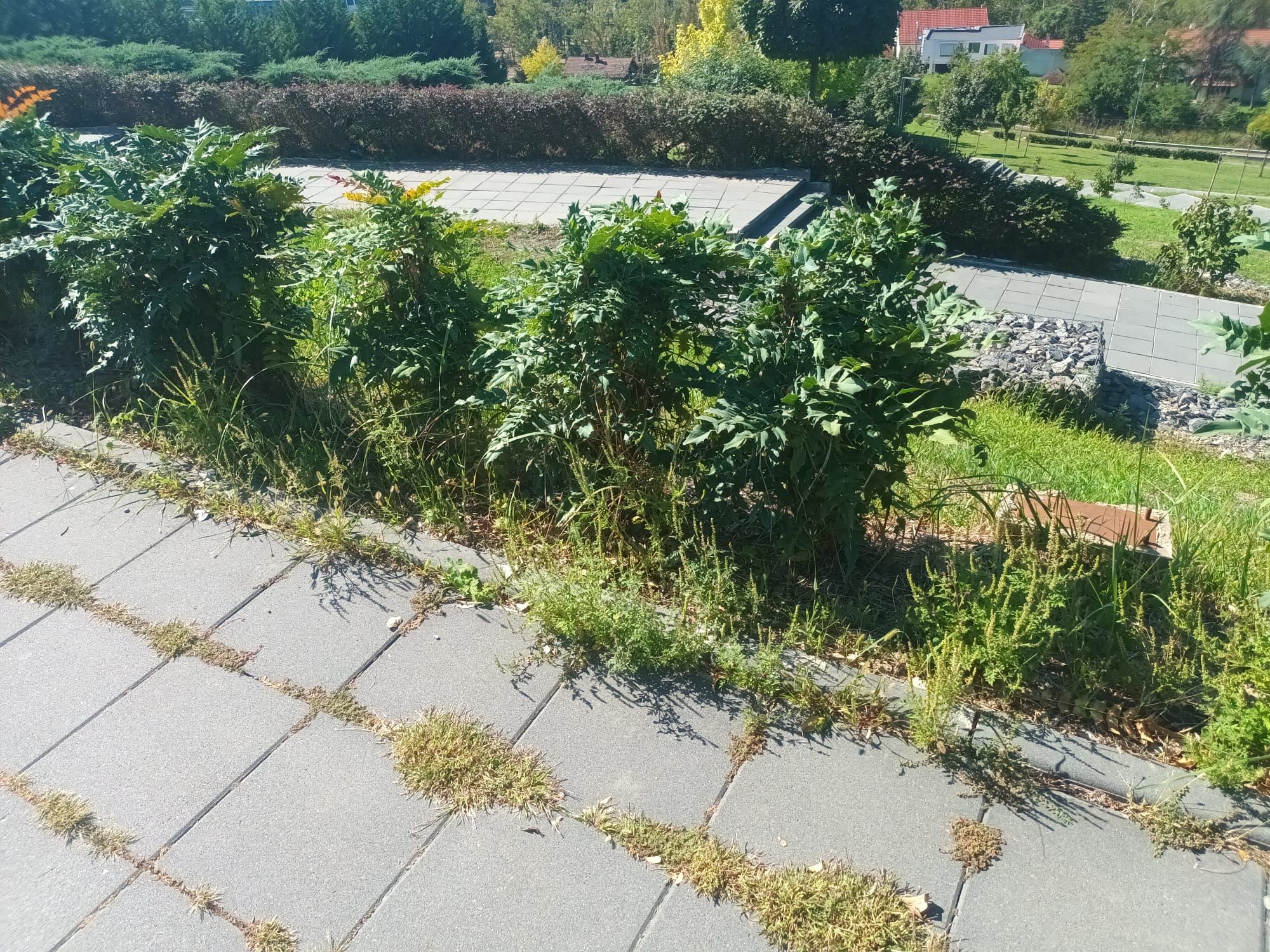 Ambrozie in Strada Graurilor 23, Oradea, Municipiu Oradea, Județul Bihor
