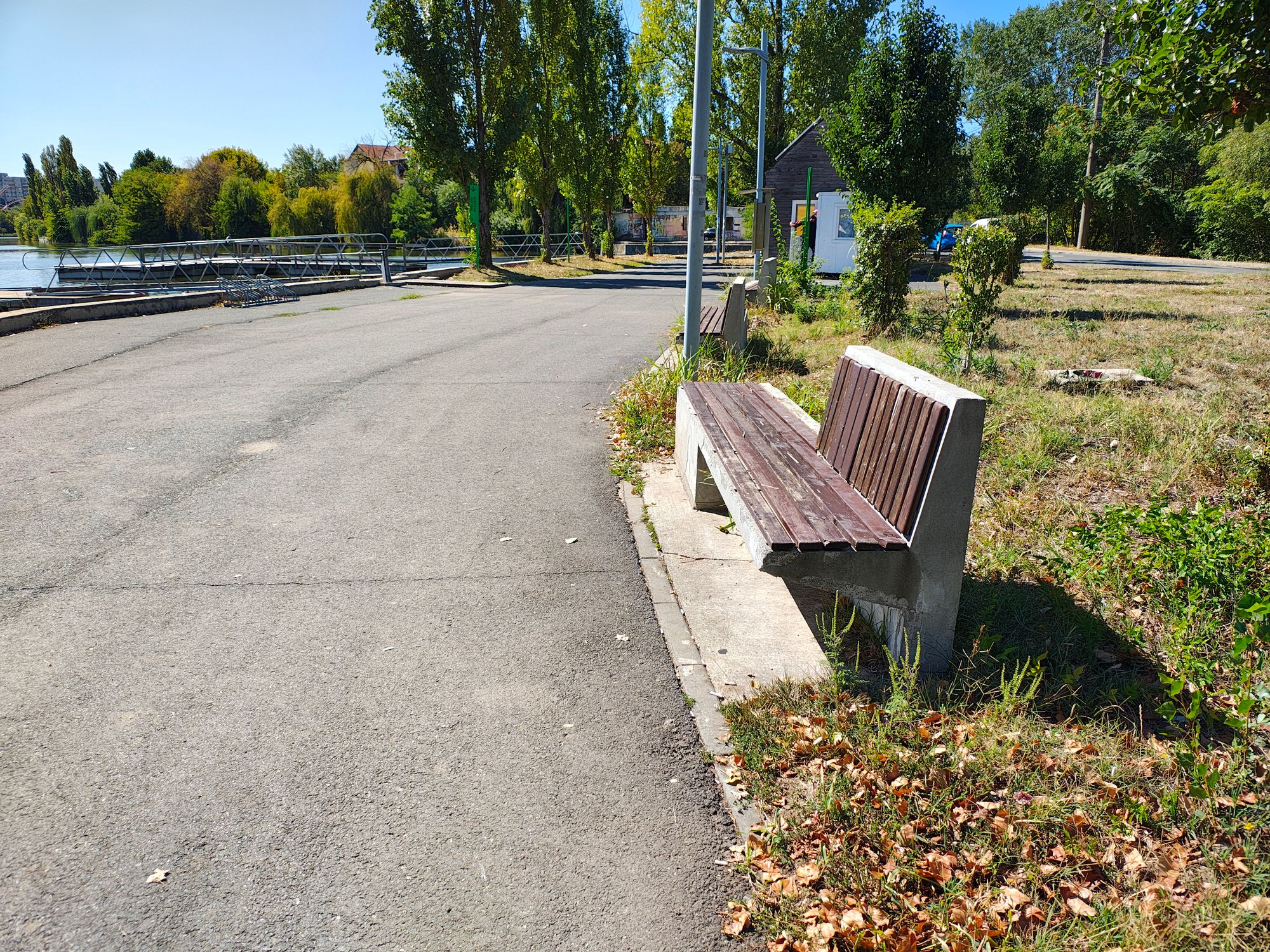 Ambrozie in Strada Petricani, București, Municipiul București - IMG_20250919_124835796_HDR.jpg