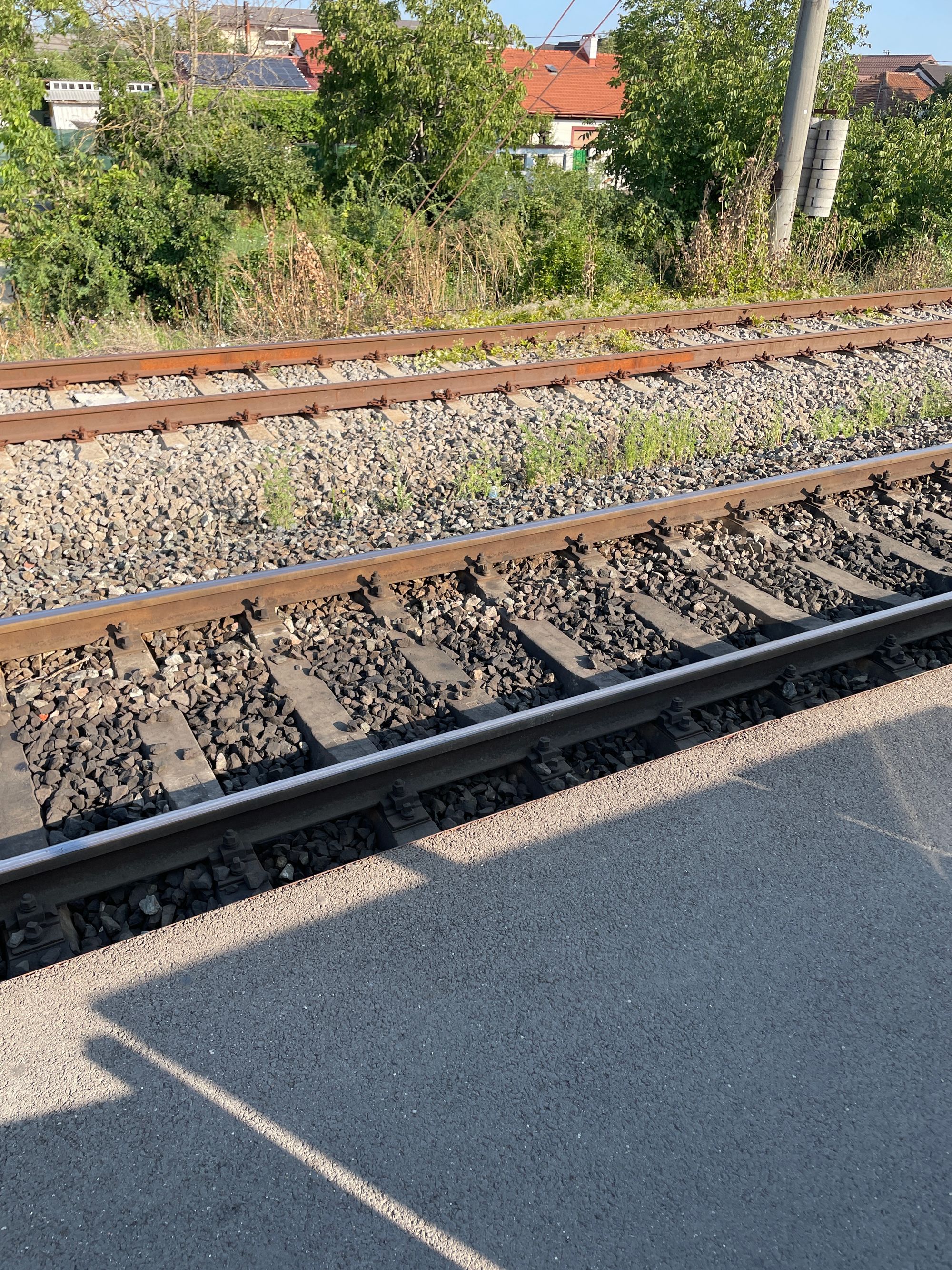 Ambrozie in Str. 1 Mai 6, Mogoșoaia, Comuna Mogoșoaia, Județul Ilfov - image.jpg