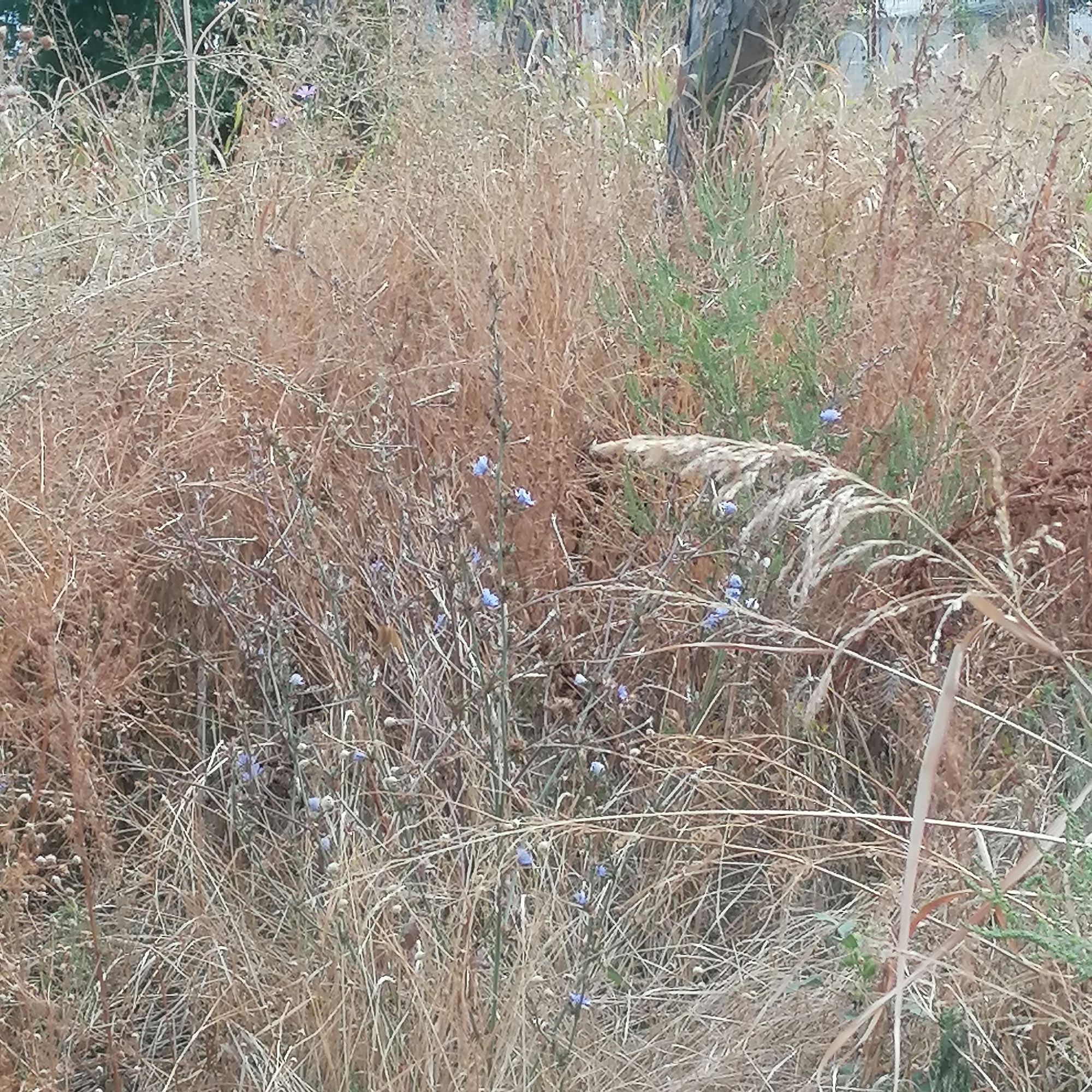 Ambrozie in Strada Jiului 149a, București, Municipiul București - IMG_20250911_101827.jpg