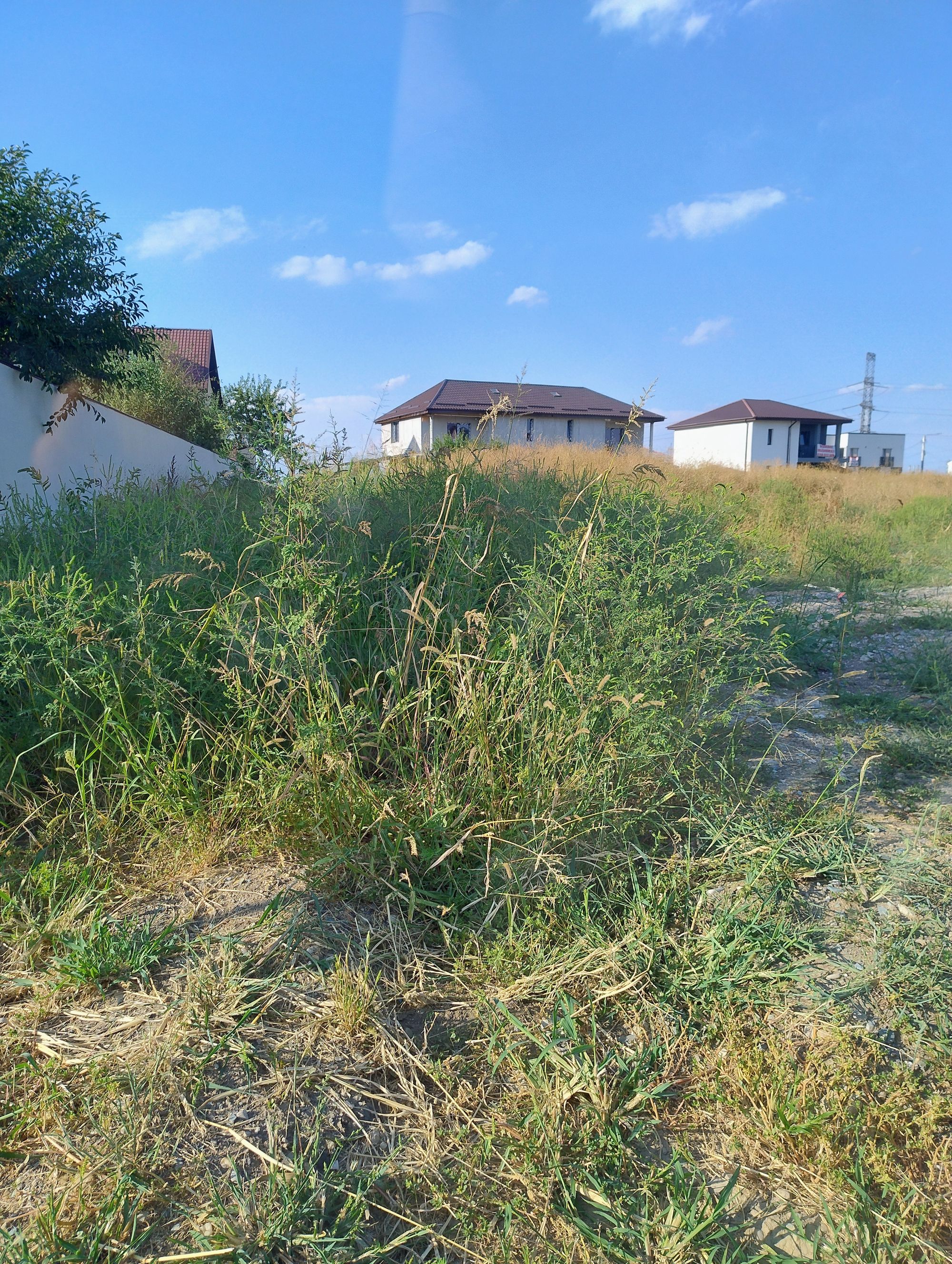 Ambrozie in Strada Narciselor 4, Domnești, Comuna Domnești, Județul Ilfov