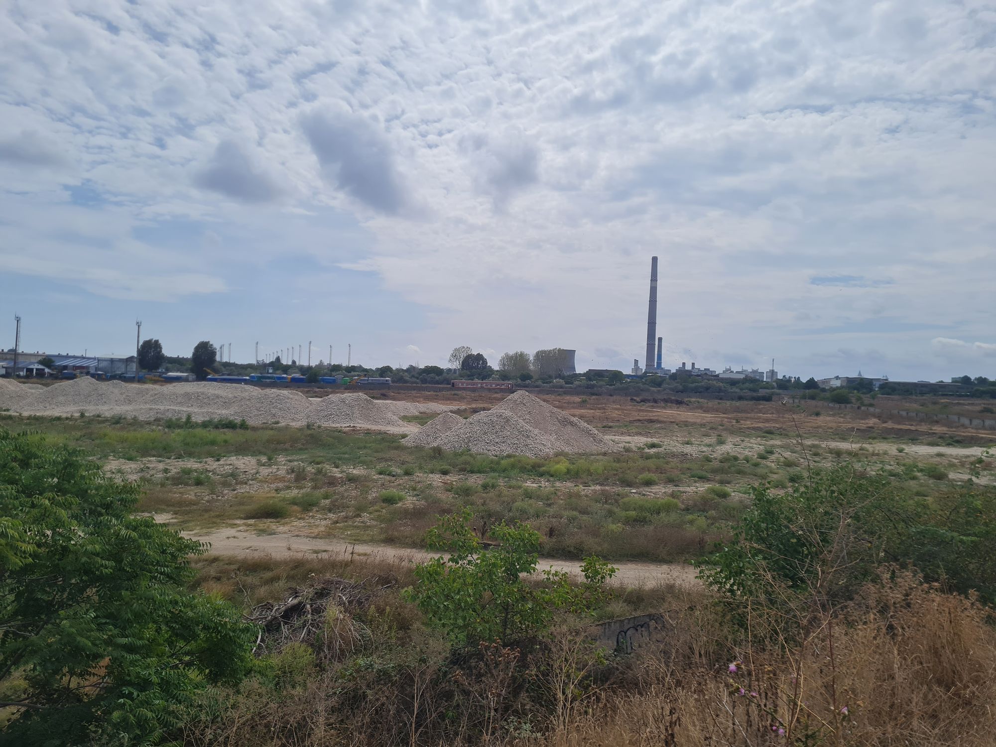 Ambrozie in Bulevardul I. C. Brătianu 1, Constanța, Municipiul Constanța, Județul Constanța - 20250911_135709.jpg
