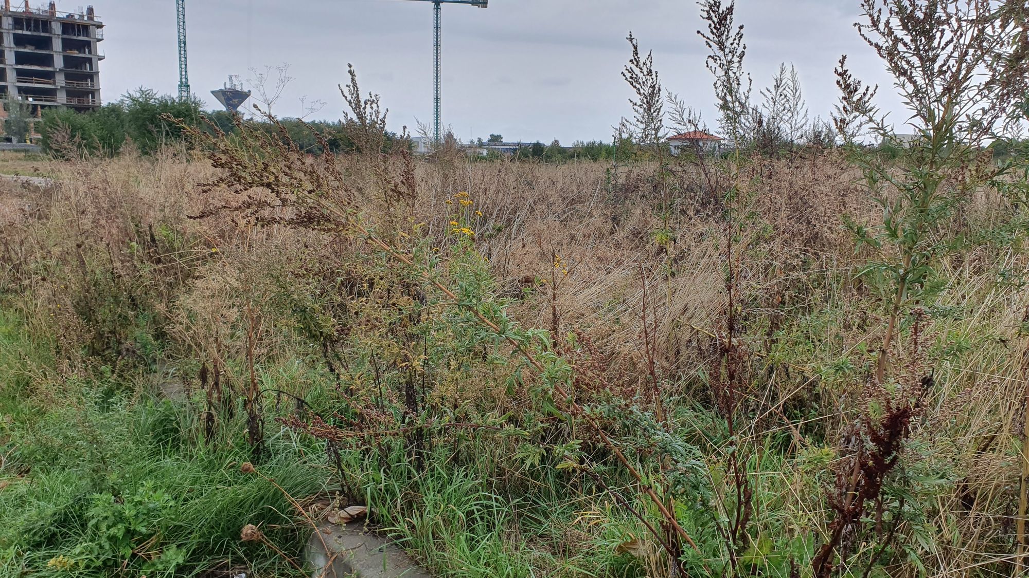 Ambrozie in Strada Zaharia Carcalechi 23, Brașov, Municipiu Braşov, Județul Brașov - 20251002_133439.jpg