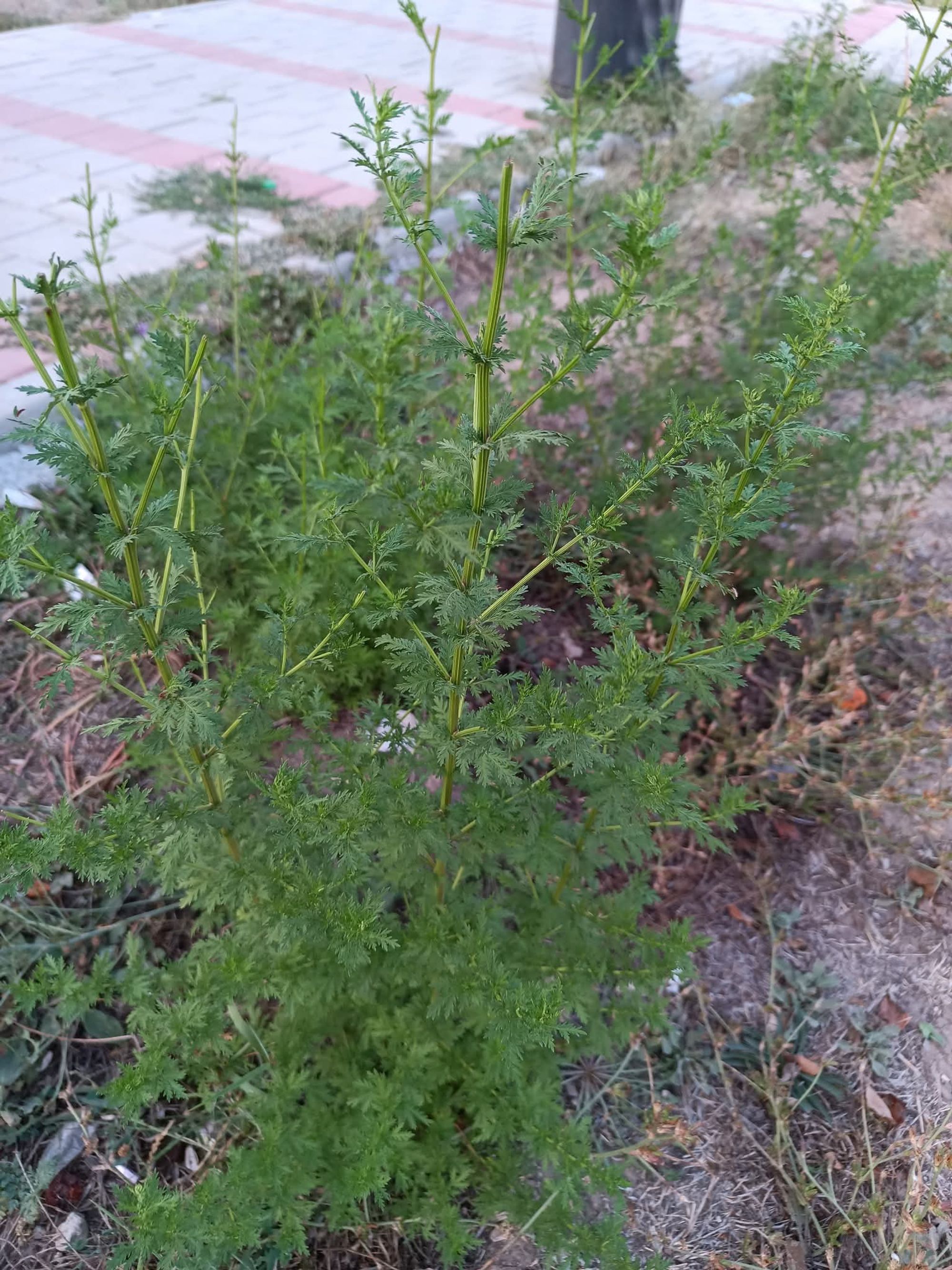 Ambrozie in Strada Dreptății 3, Constanța, Municipiul Constanța, Județul Constanța - FB_IMG_1757537817893.jpg