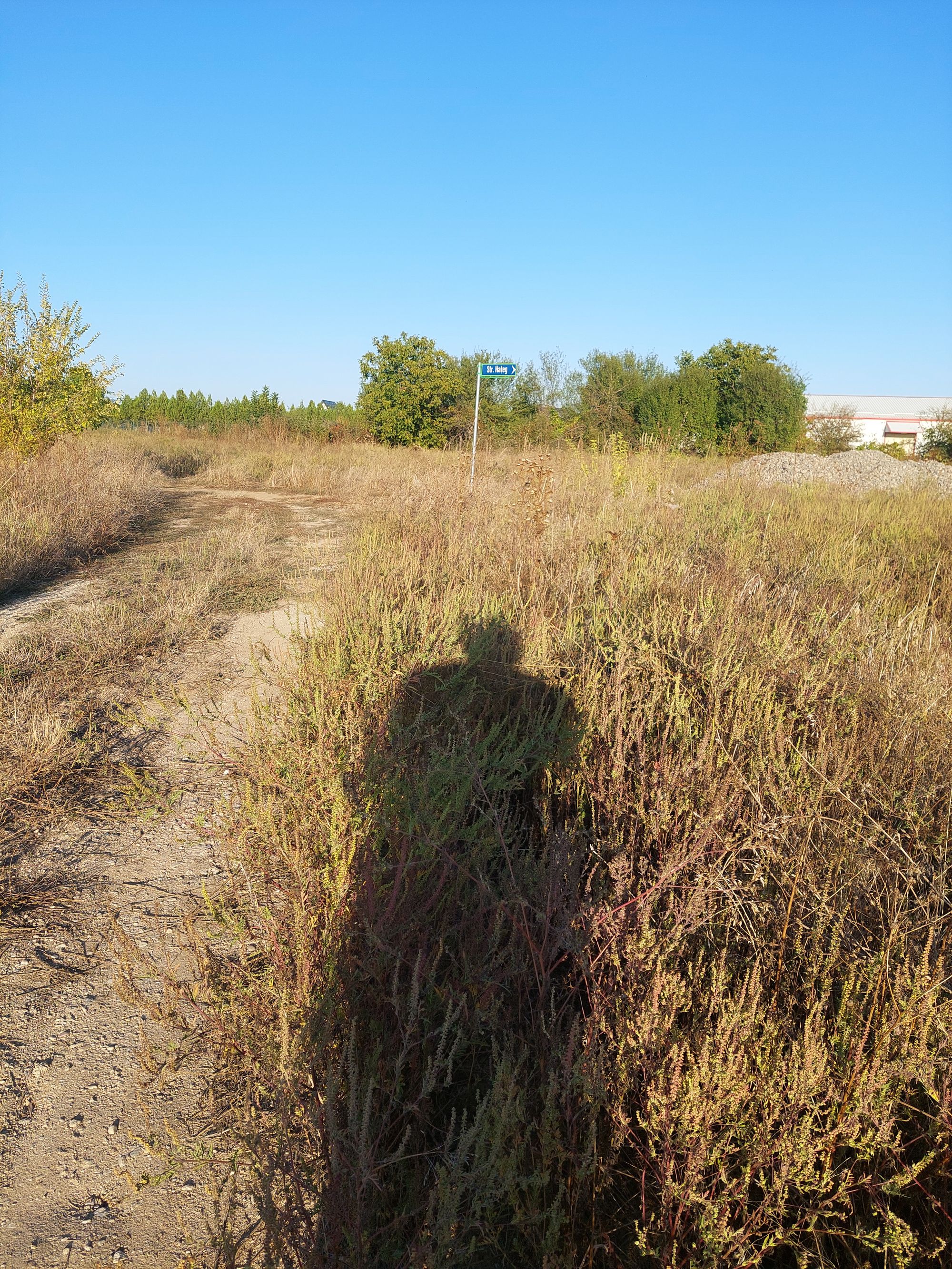 Ambrozie in Ghermănești, Comuna Snagov, Județul Ilfov