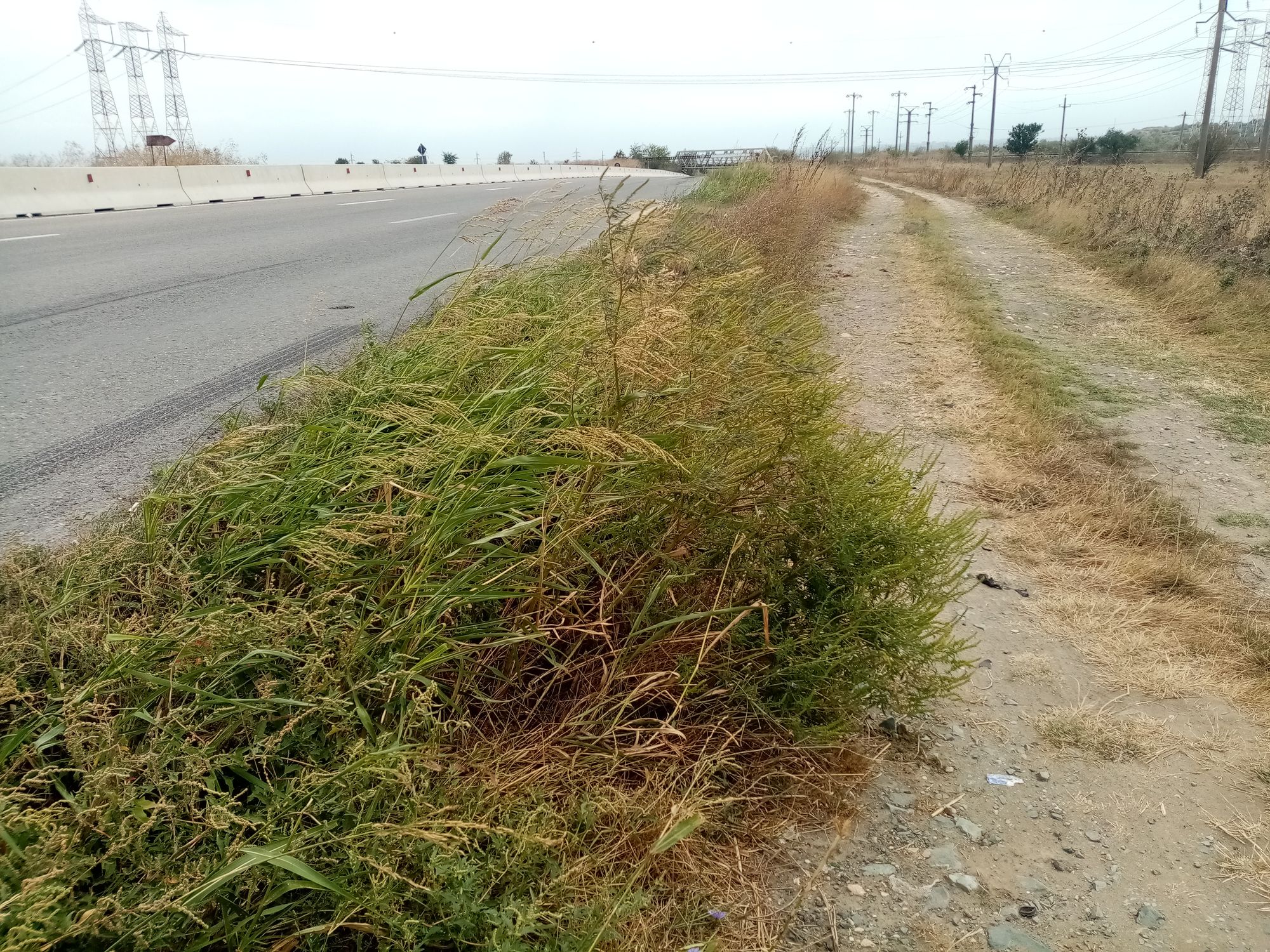 Ambrozie in Lumina, Constanța - IMG_20230905_131203.jpg