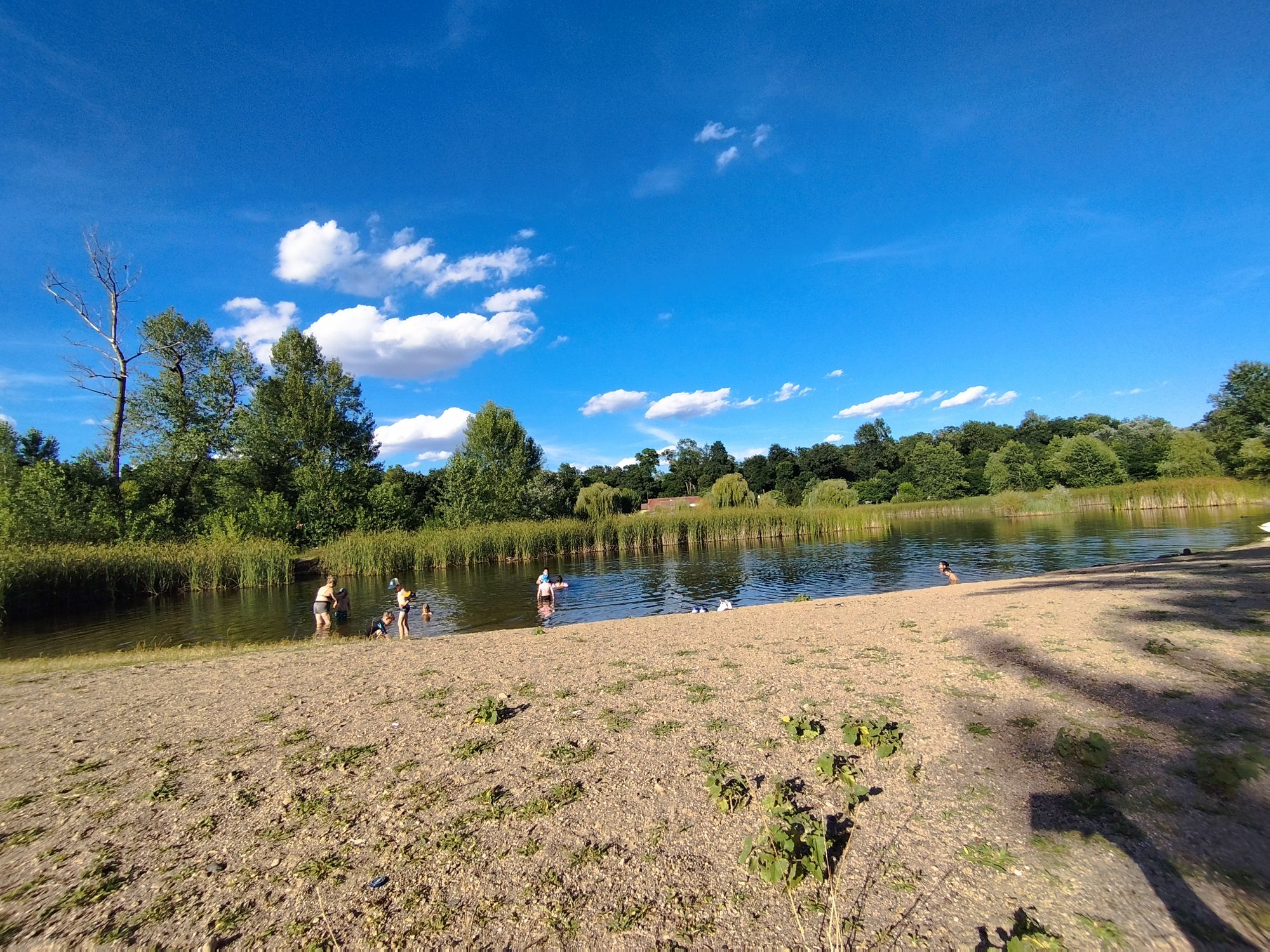 Ambrozie in Arad, Municipiu Arad, Județul Arad - IMG_20240705_185911.jpg