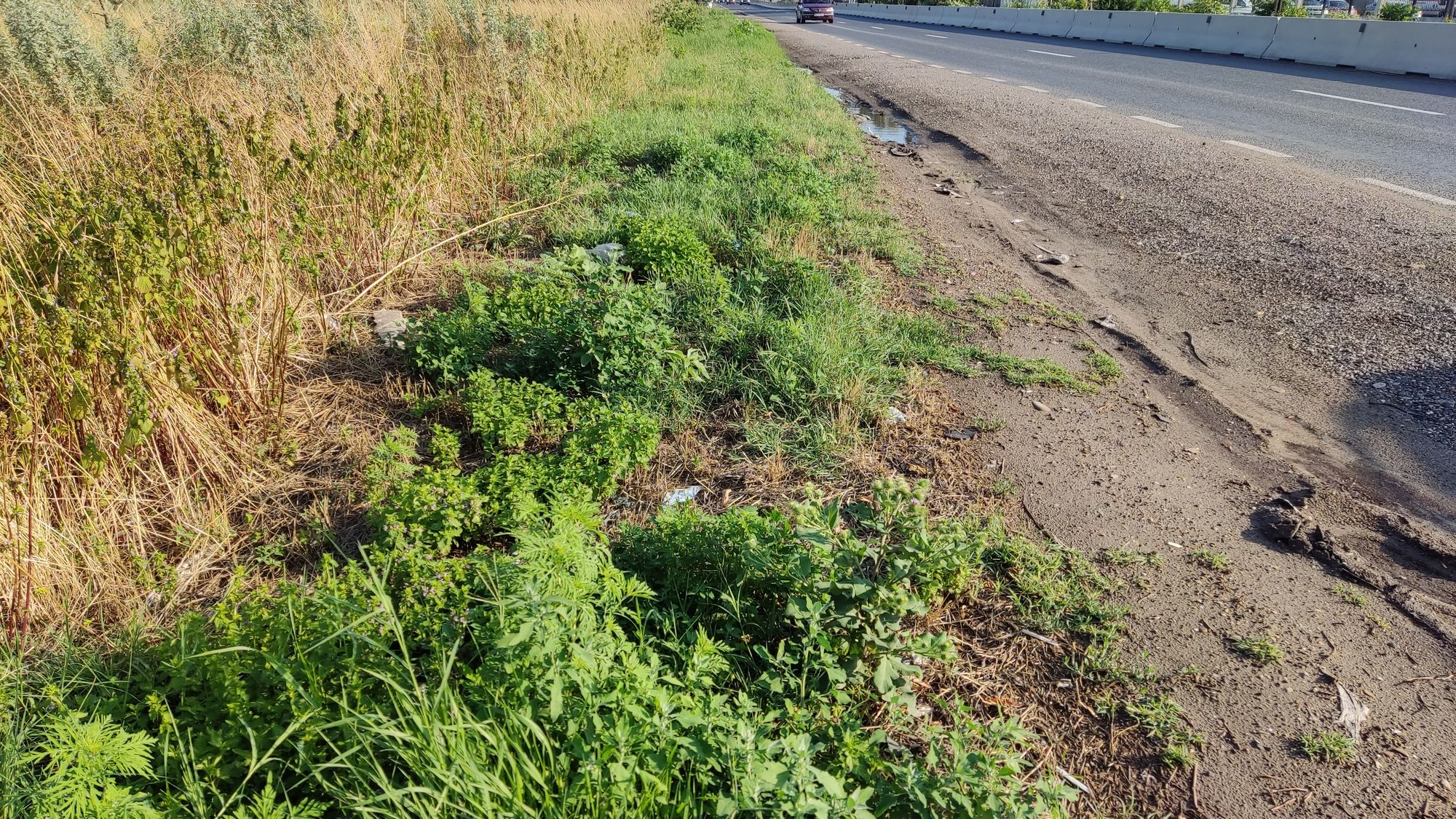 Ambrozie in Str. Grigore Vieru nr. 2, Comuna Vânători, Județul Galați - IMG_20230723_182409.jpg