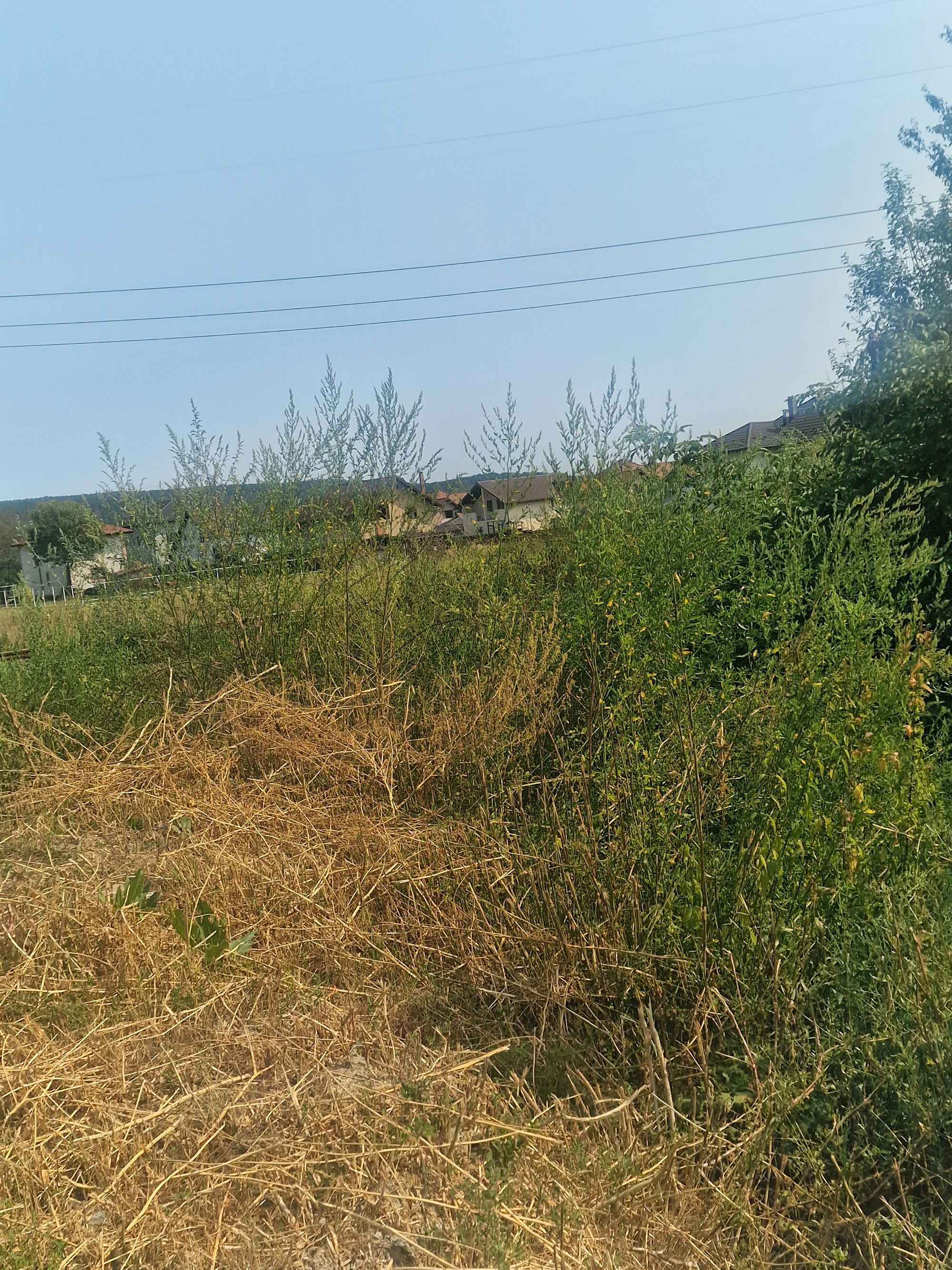Ambrozie in Strada Stejeret 6, Bascov, Comuna Bascov, Județul Argeș