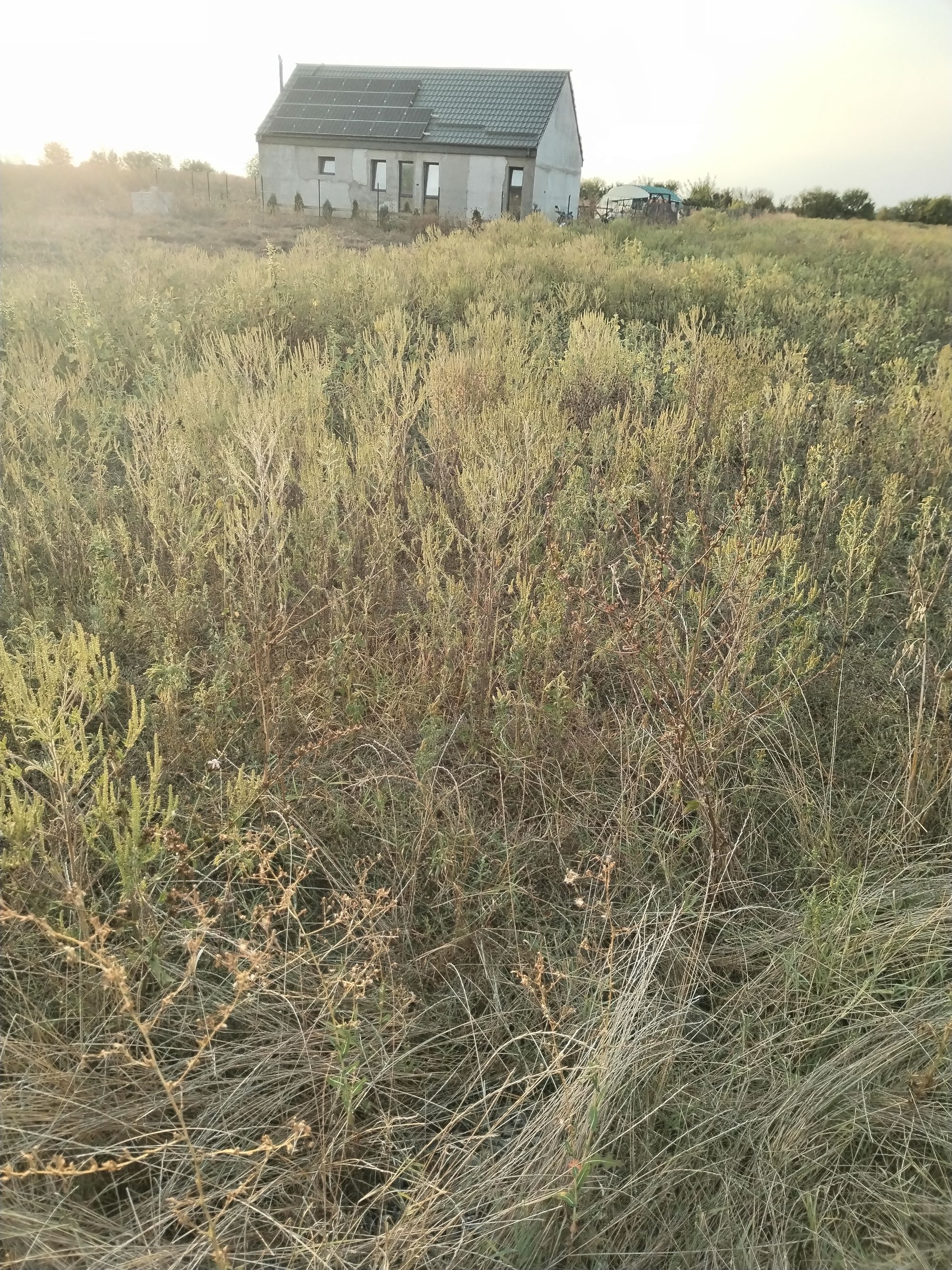 Ambrozie in Samurcași, Comuna Crevedia, Județul Dâmbovița - IMG_20250912_185140.jpg