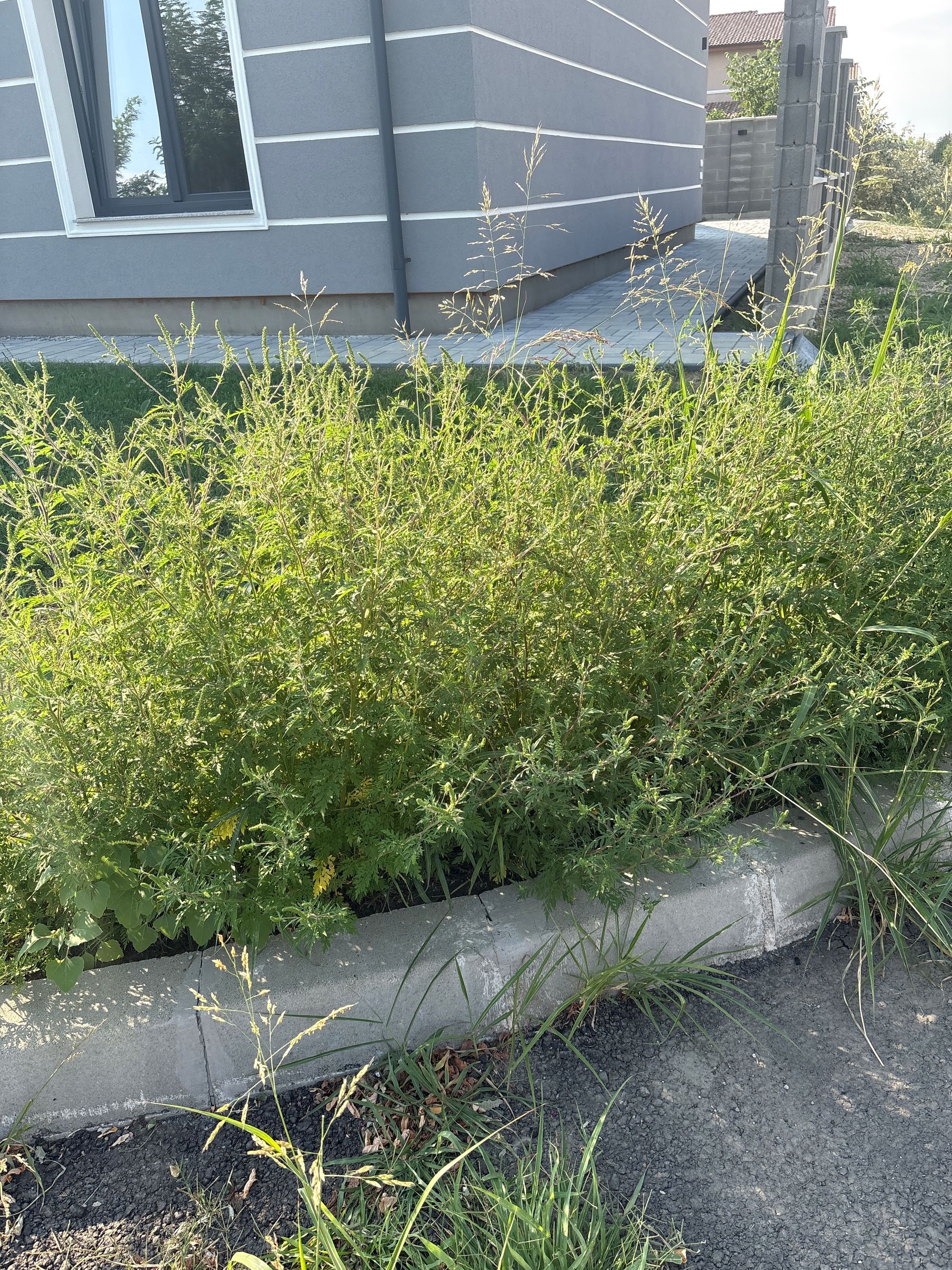 Ambrozie in Str. Macilor 13A, Săcălaz, Comuna Săcălaz, Județul Timiș - image.jpg