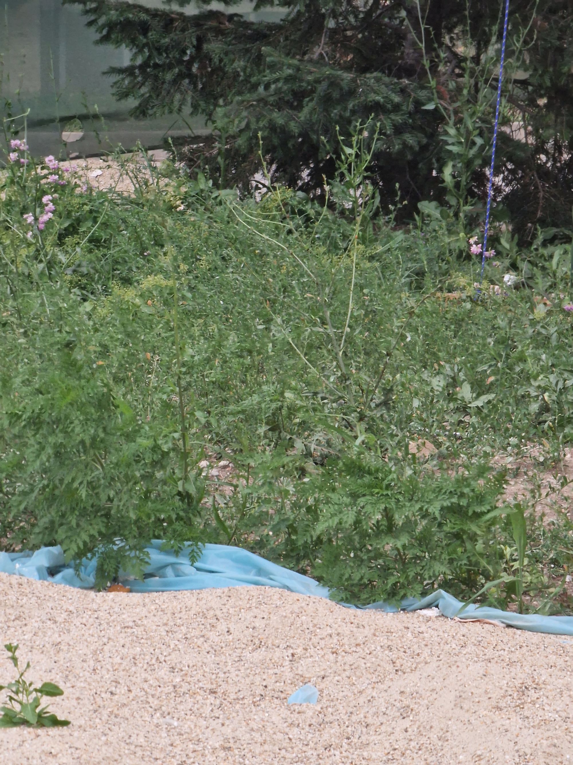 Ambrozie in Strada Toamnei 19, Ostratu, Comuna Corbeanca, Județul Ilfov - 20230624_195949.jpg