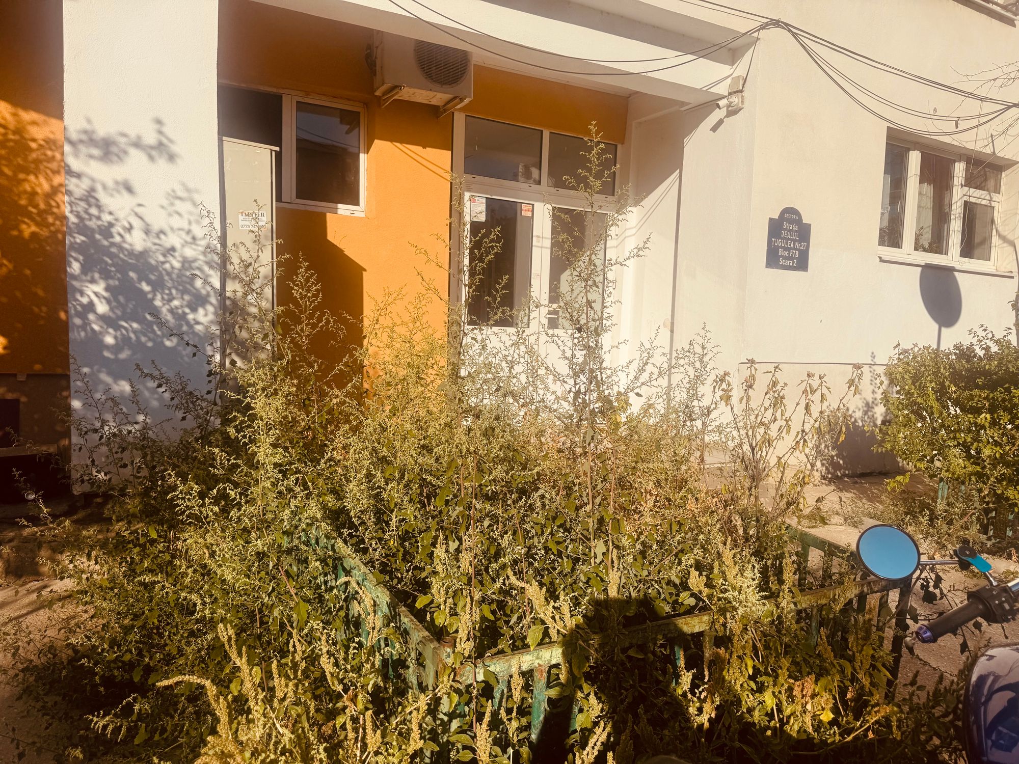 Ambrozie in Strada Dealului 10, București, Municipiul București