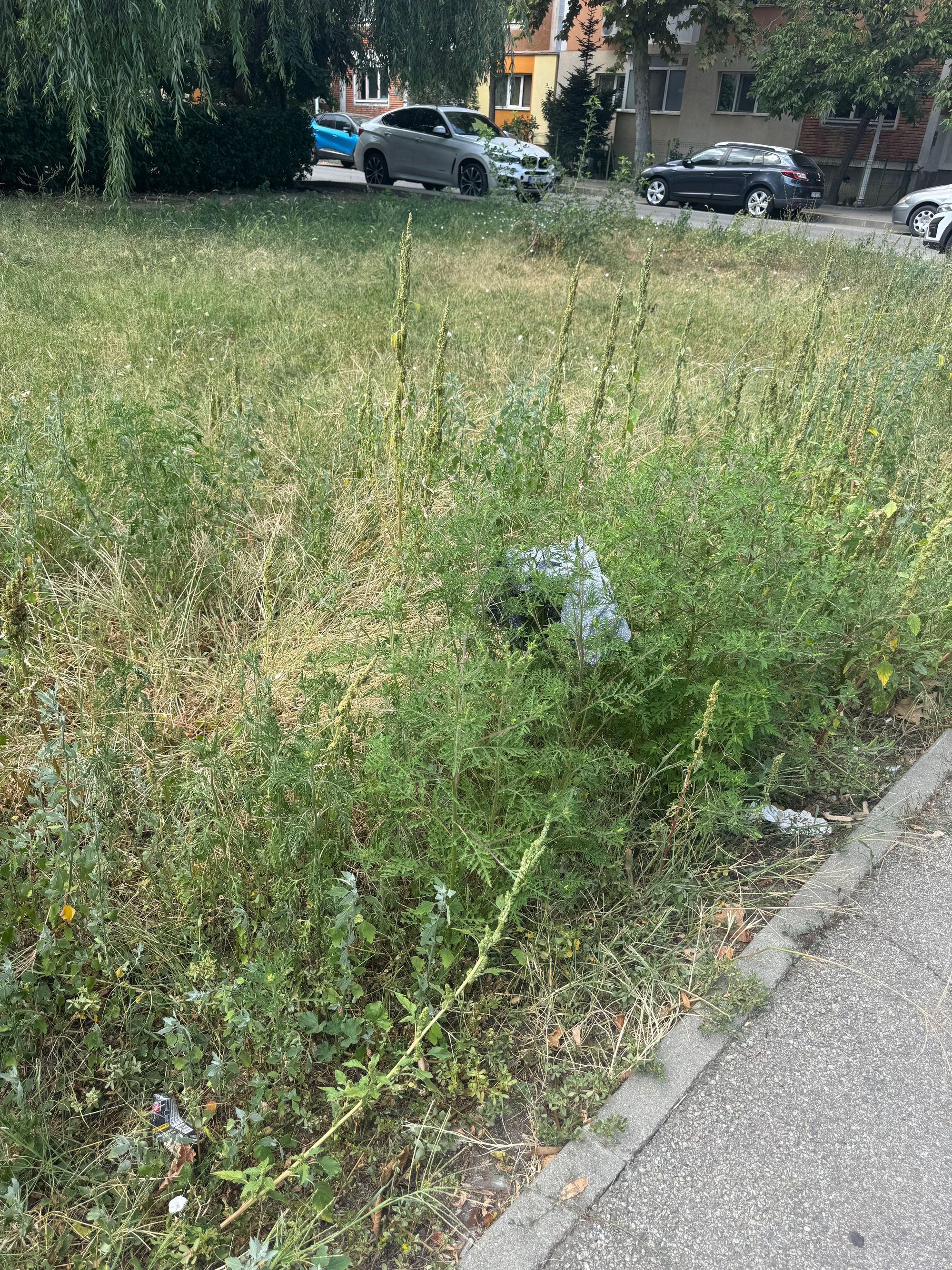 Ambrozie in Craiova, Municipiu Craiova, Județul Dolj