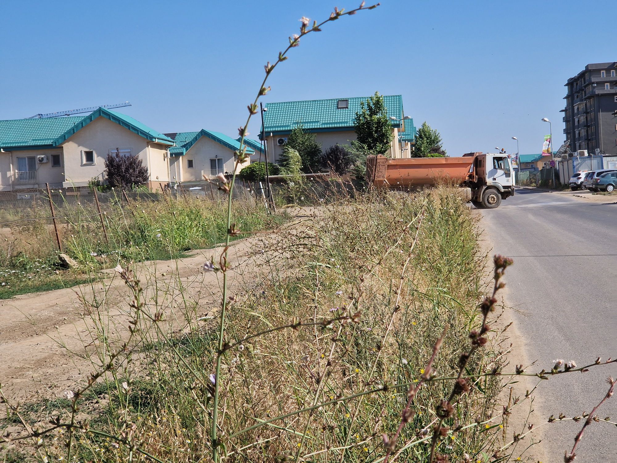 Ambrozie in Tunari, Comuna Ștefăneștii de Jos, Județul Ilfov - 20240709_090214.jpg