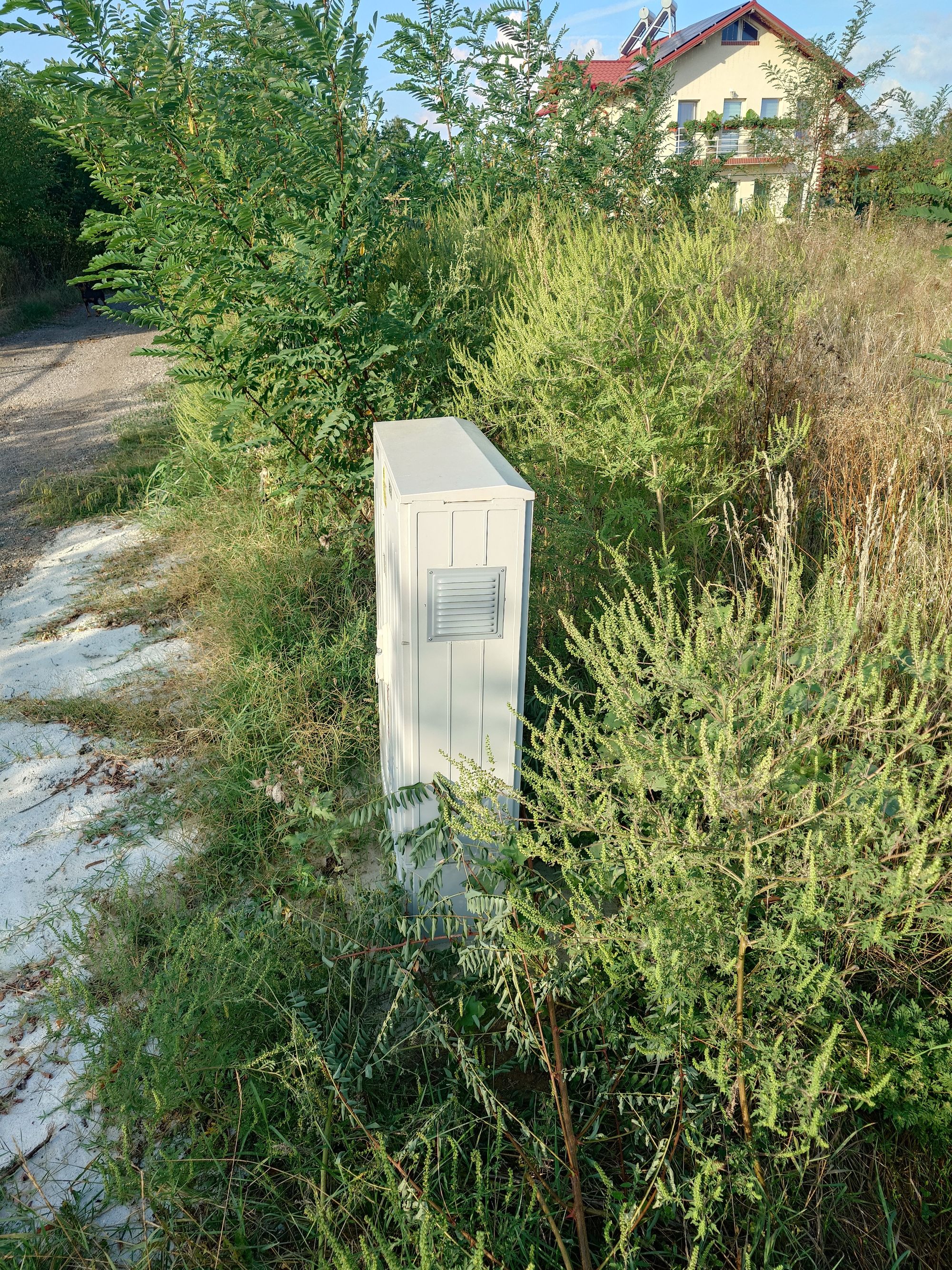 Ambrozie in Str. Poligonului, municipiul Târgoviște, Județul Dâmbovița - 1000186272.jpg