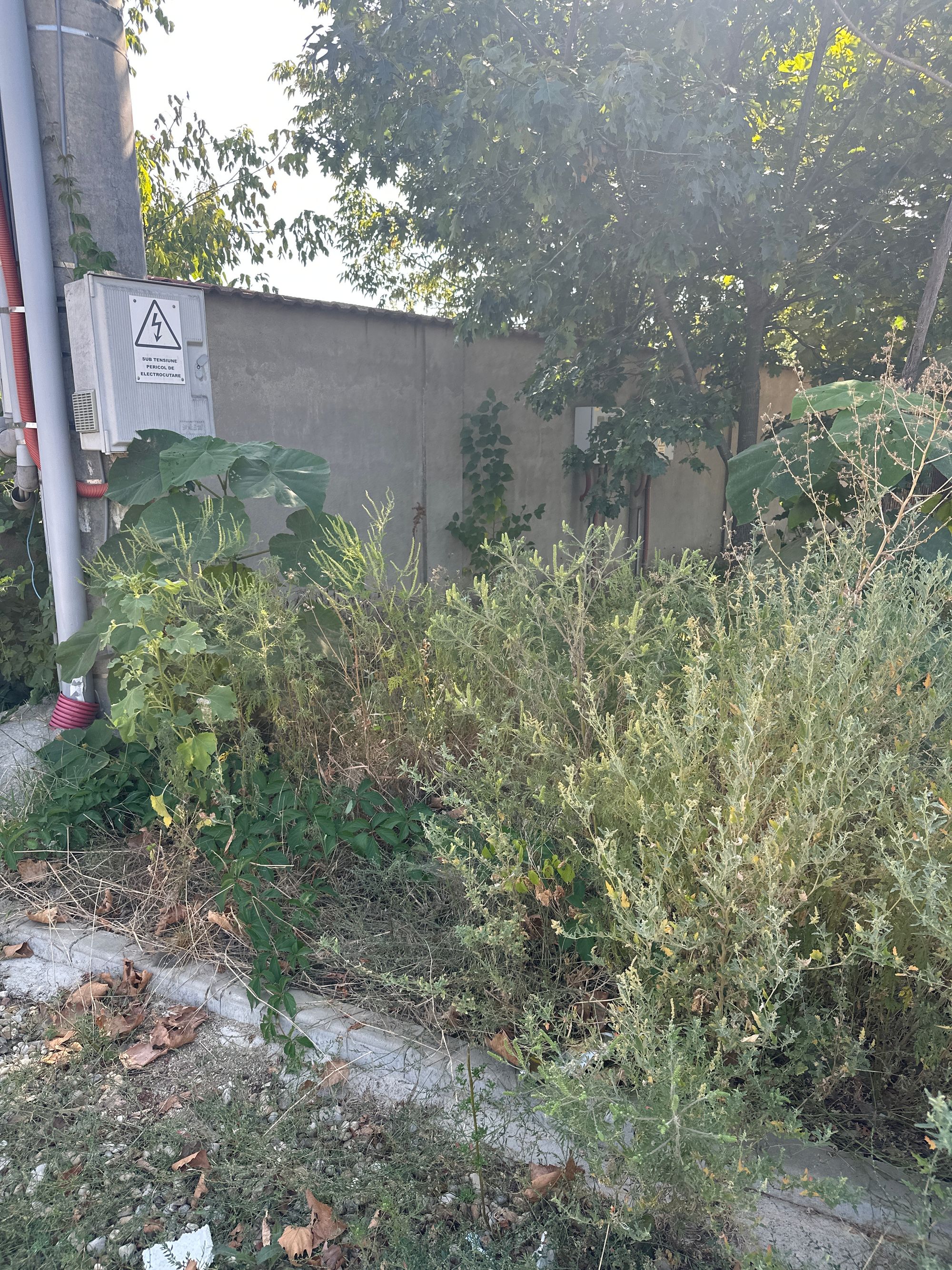 Ambrozie in Șoseaua Tudor Vladimirescu 45, Olteni, Comuna Clinceni, Județul Ilfov